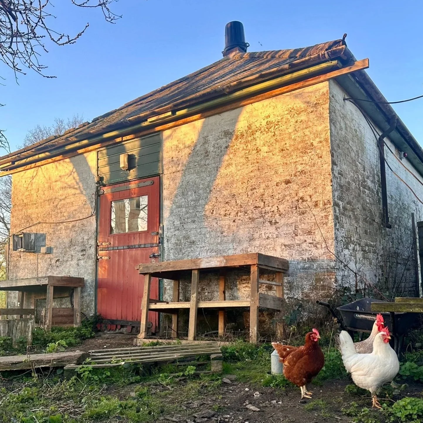 westerlands-wildroots-hub-chickens.jpg