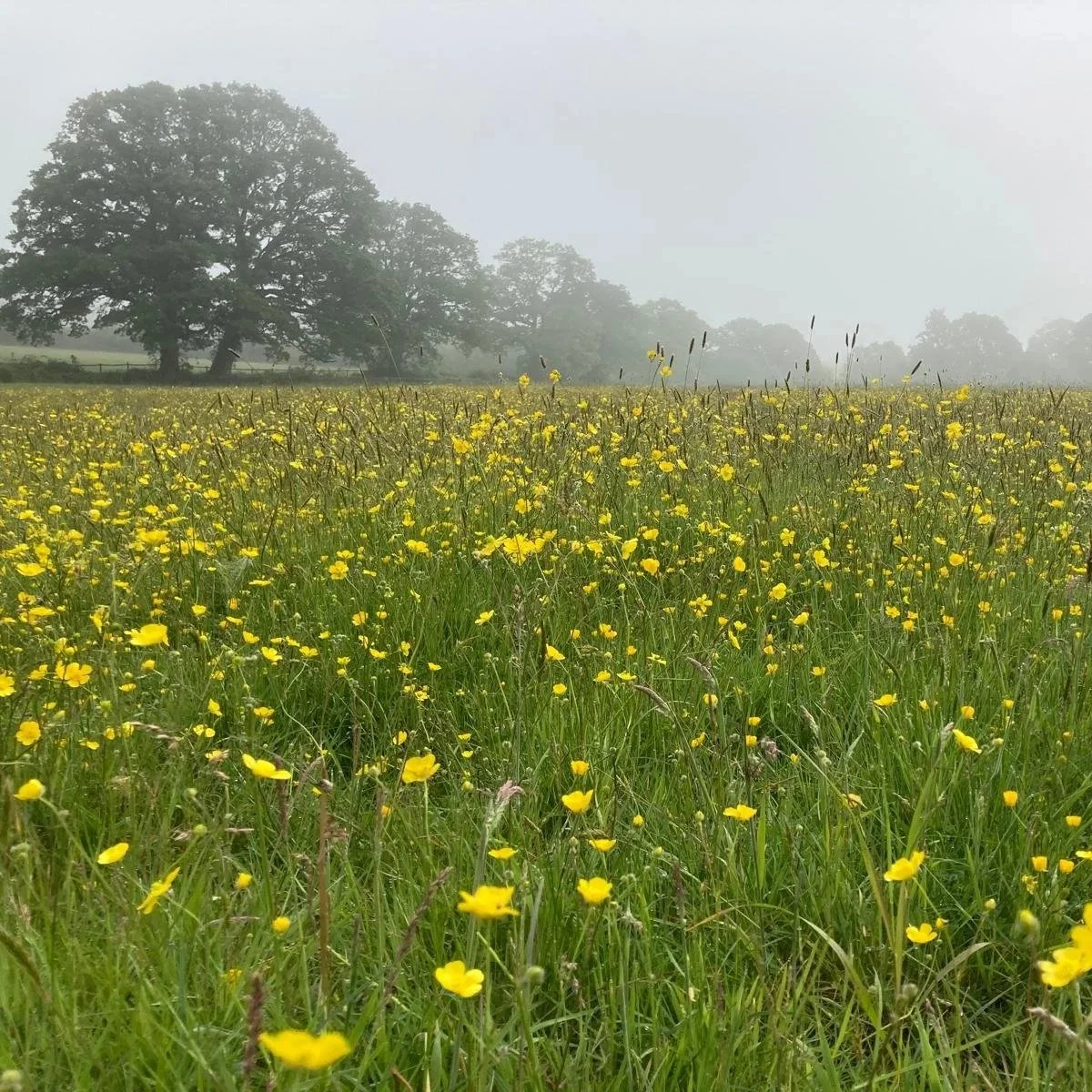 No Mow May at Westerlands