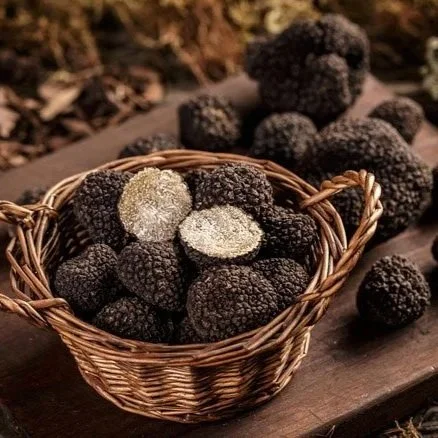 Residential Truffle Hunting Workshop
