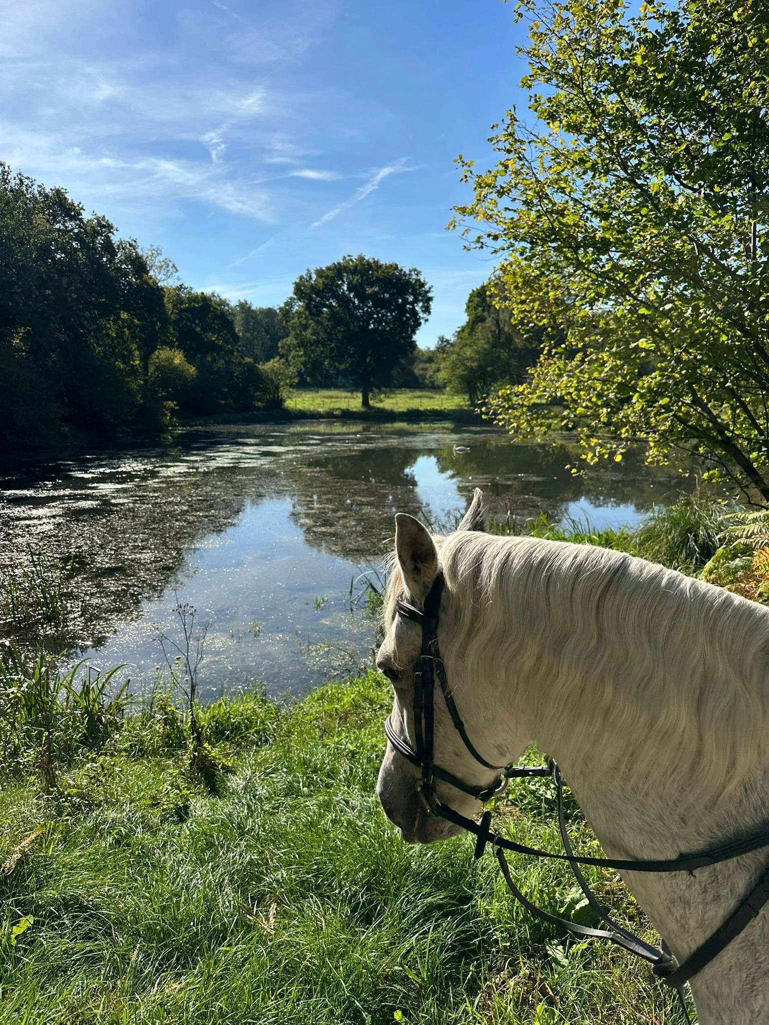 Equestrian Gift Certificate