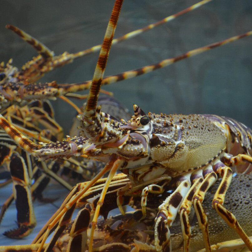 52191-lobster_1280x848.jpeg