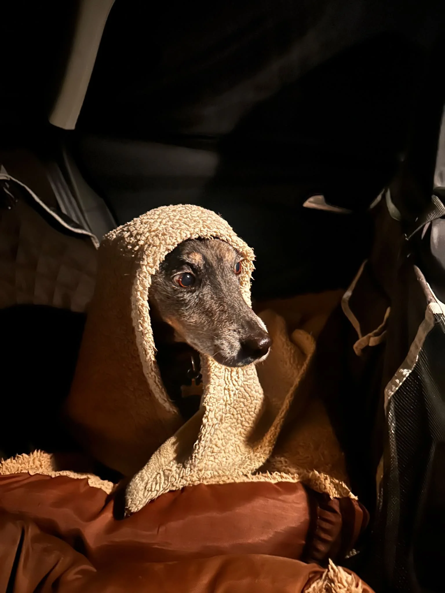 Some Employment Tribunal hearings are reportedly being listed as far ahead as 2030.

Given the wait, I&rsquo;d like to put my boy, Stanley forward as an additional tribunal member. He already has the robe and an impressively solemn expression.

I can