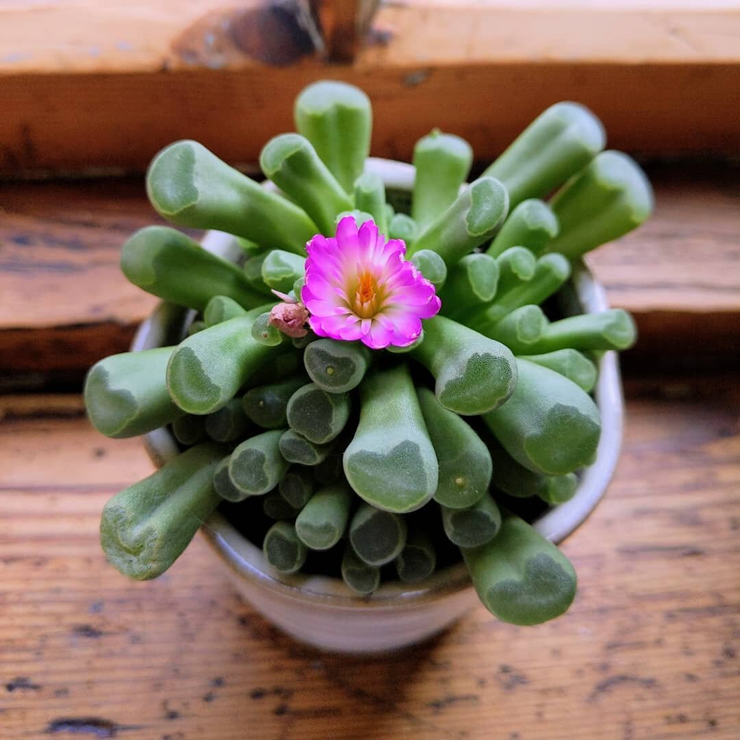 One of my succulent plants has bloomed with this gorgeous flower... The little bud has been there for weeks but it's finally opened up to the world. Just goes to show some things are worth waiting for 🌸
.
.
.
.
#nature #pink #beautiful #succulents #