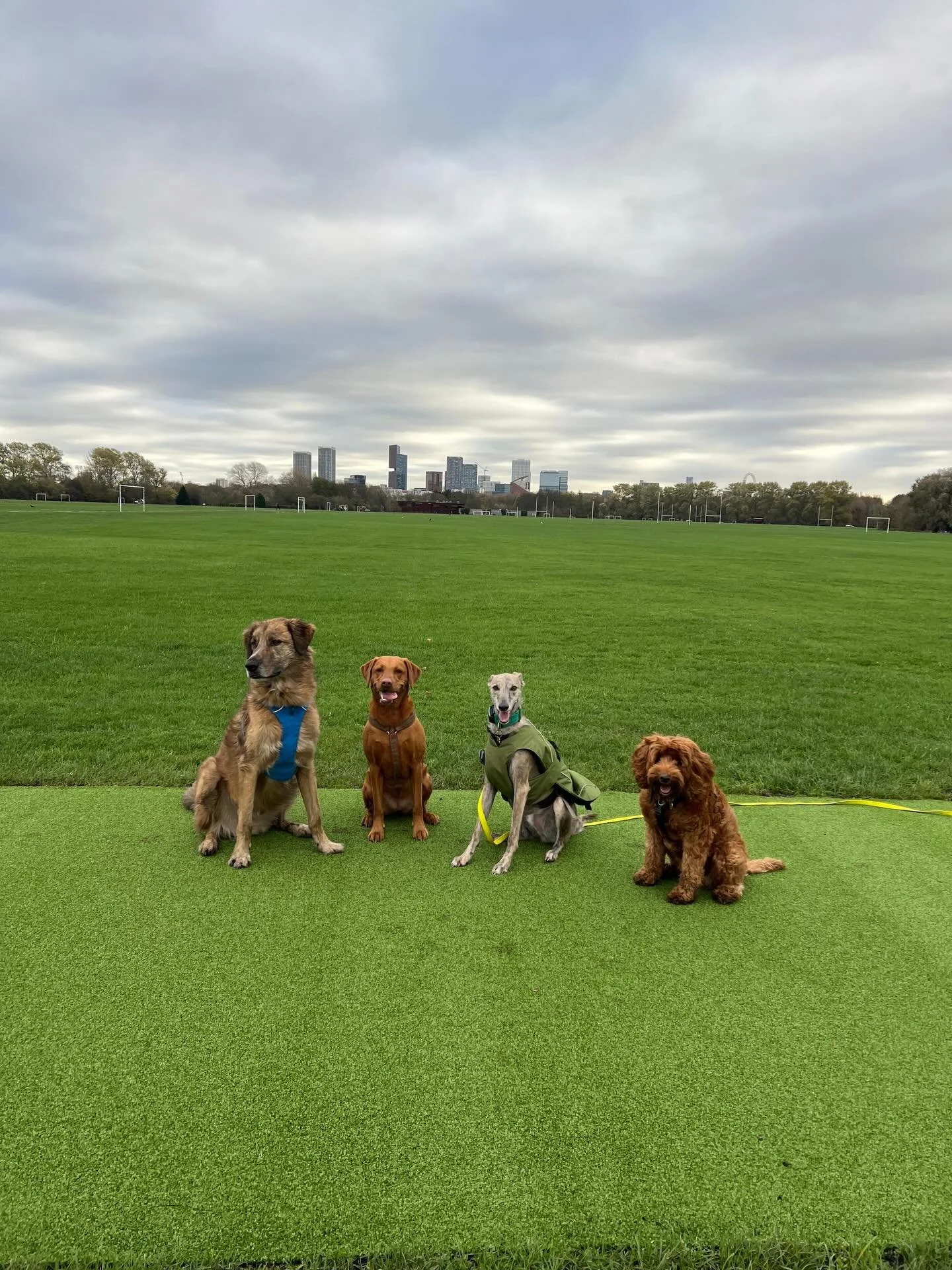 Your dogs are actual models 🥹💖
📸 @xyz_xyz