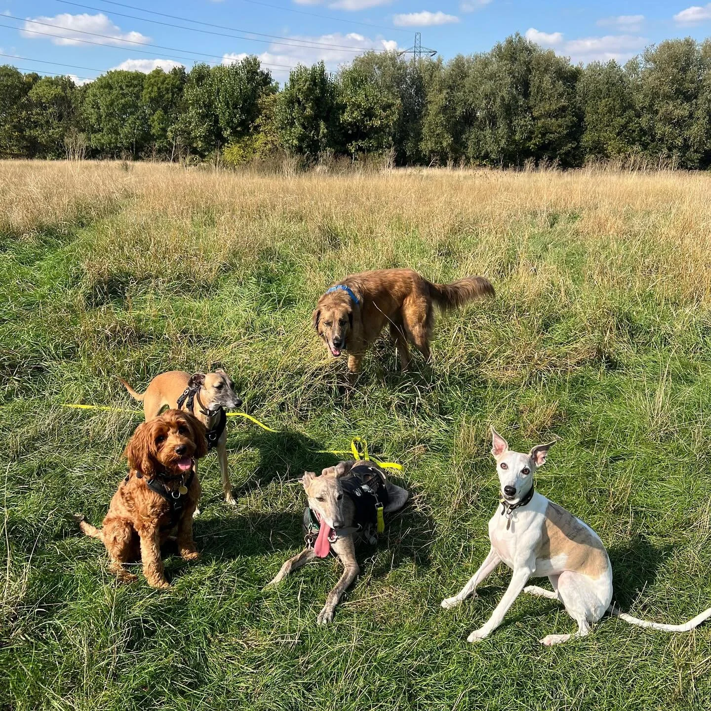 We are looking for new dogs to join our small, tailored group walks in Clapton, Hackney. We keep groups to just 5 dogs per walker, ensuring each walk meets your dog&rsquo;s individual needs. Explore the beautiful open spaces of Hackney Marshes with u