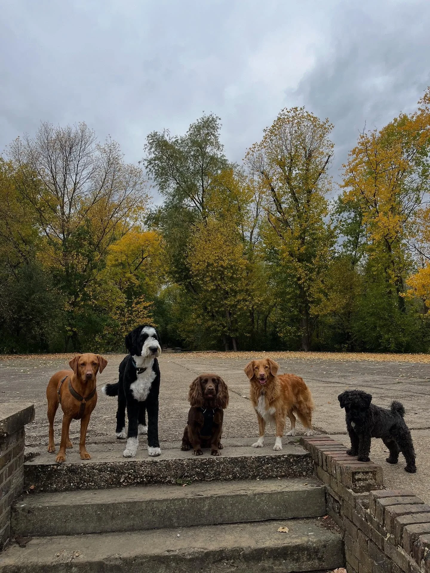 Looking for a dog walker who truly puts your dog first?

At Off Lead, we offer small, carefully tailored group and solo walks designed around your dog&rsquo;s individual needs. Walks take place in the abundant green spaces of Hackney &amp; Walthamsto