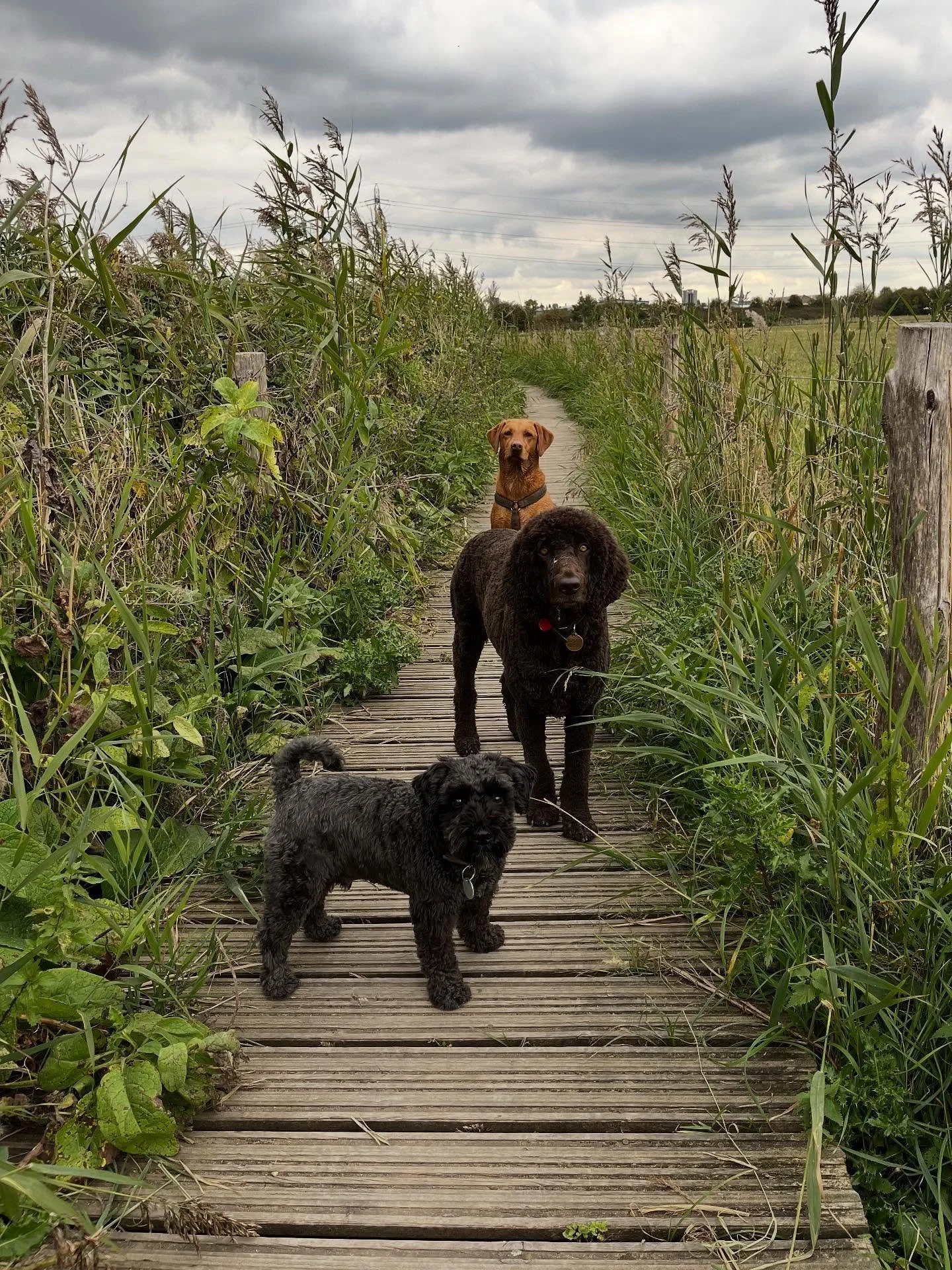 That&rsquo;s it for another week, shout out to your dogs for being the best co-workers ❤️