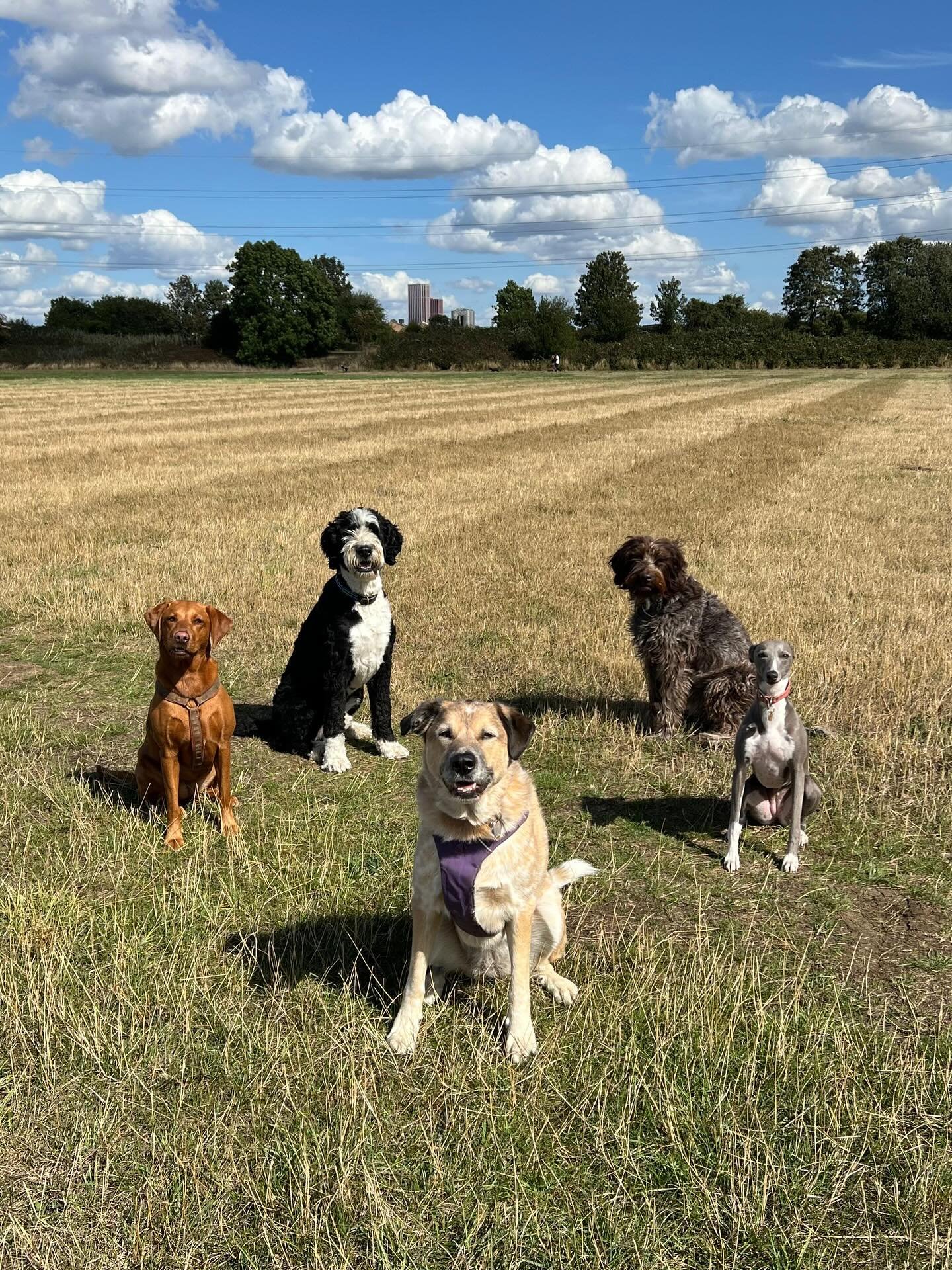 Recent group shots 💘
.
.
.
.
.
#hackneydogwalker #hackney #hackneydogs #hackneydogcare #dogsofhackney