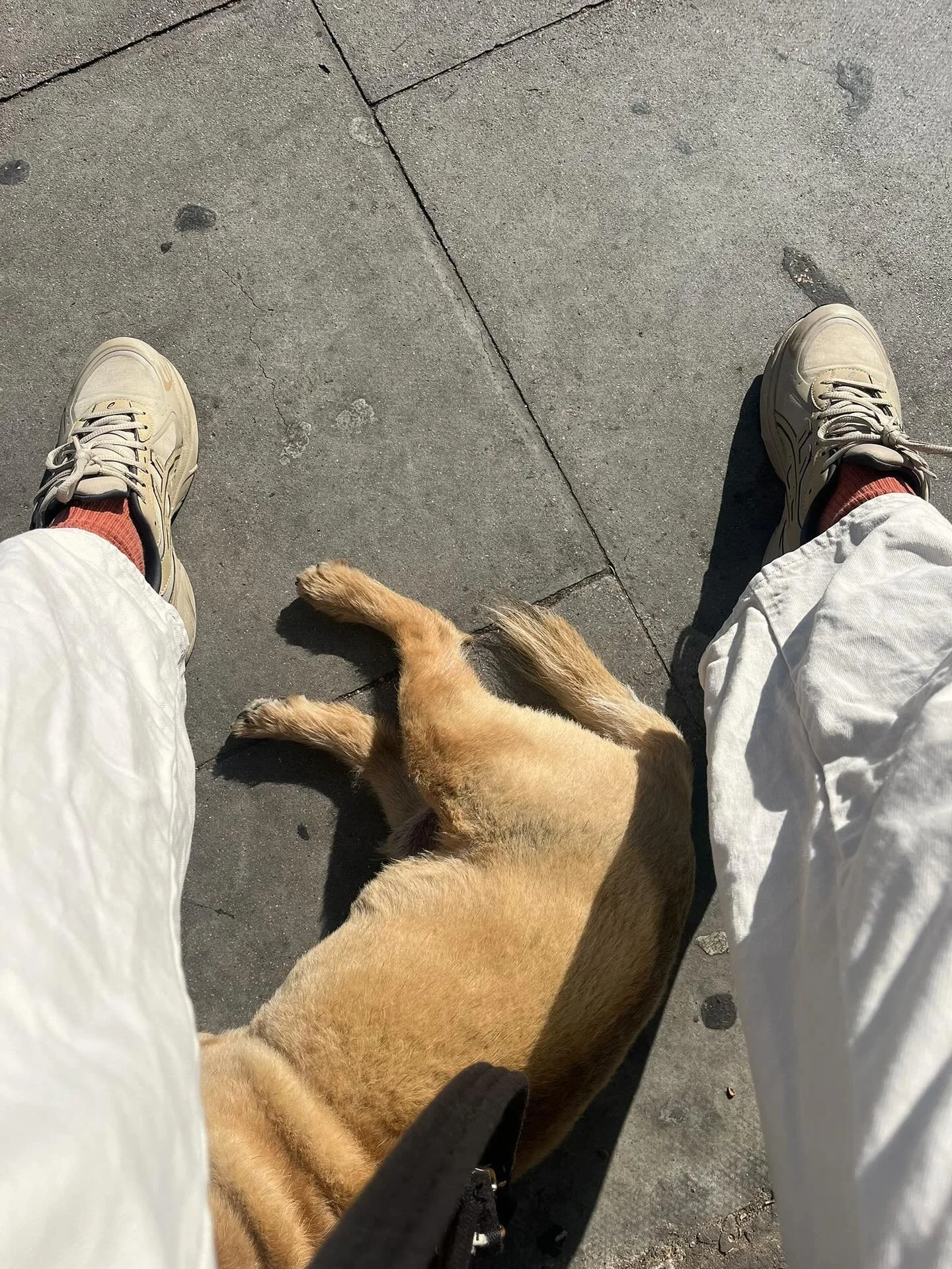 A whole week with this little legend 💖 #Gary