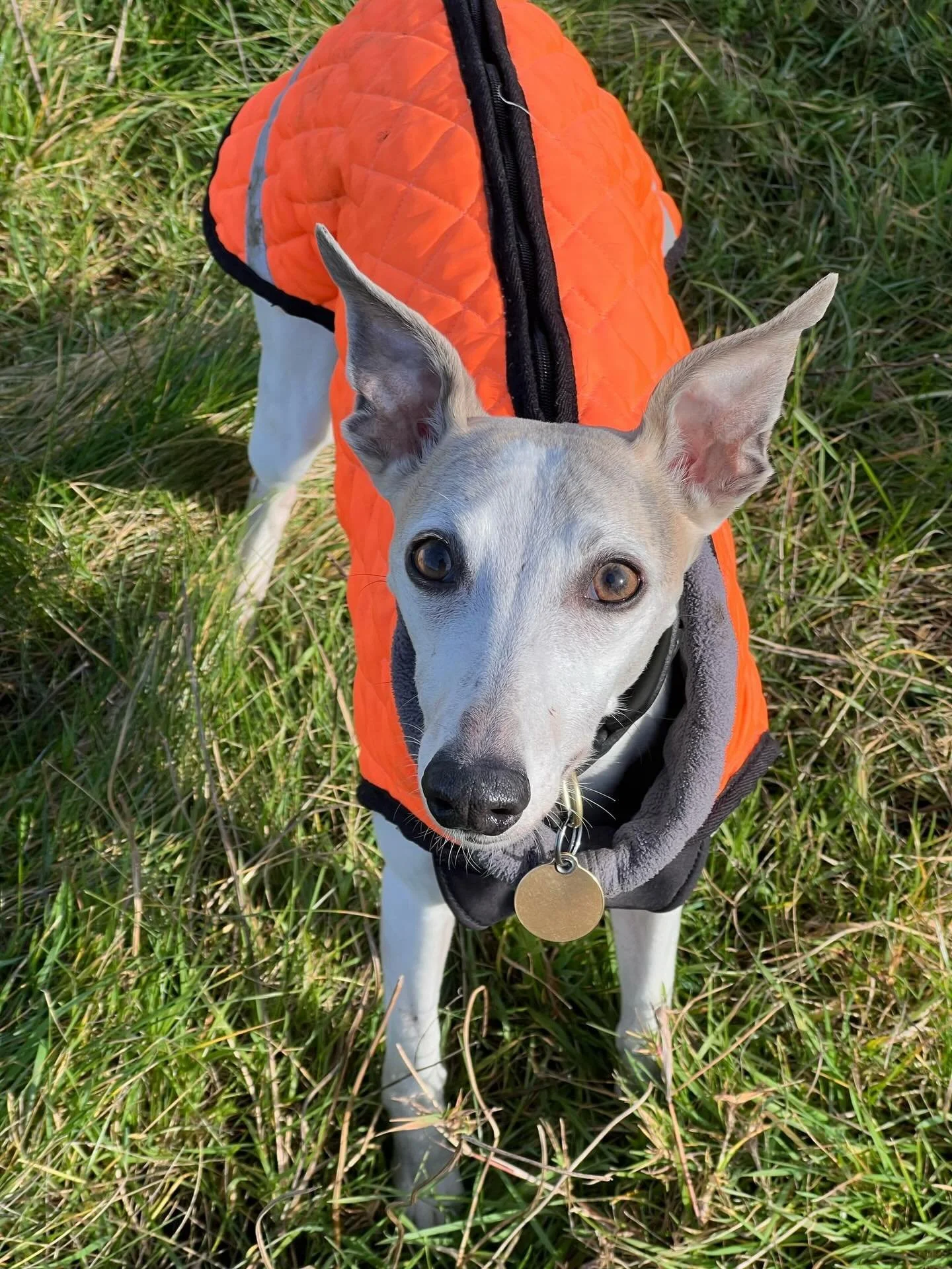 It&rsquo;s with great sadness that I share that beautiful Gerwig, who has been part of our Hackney community for over seven years, crossed the rainbow bridge this weekend after a short and unexpected illness.

Gerwig was a gentle, sweet natured dog, 