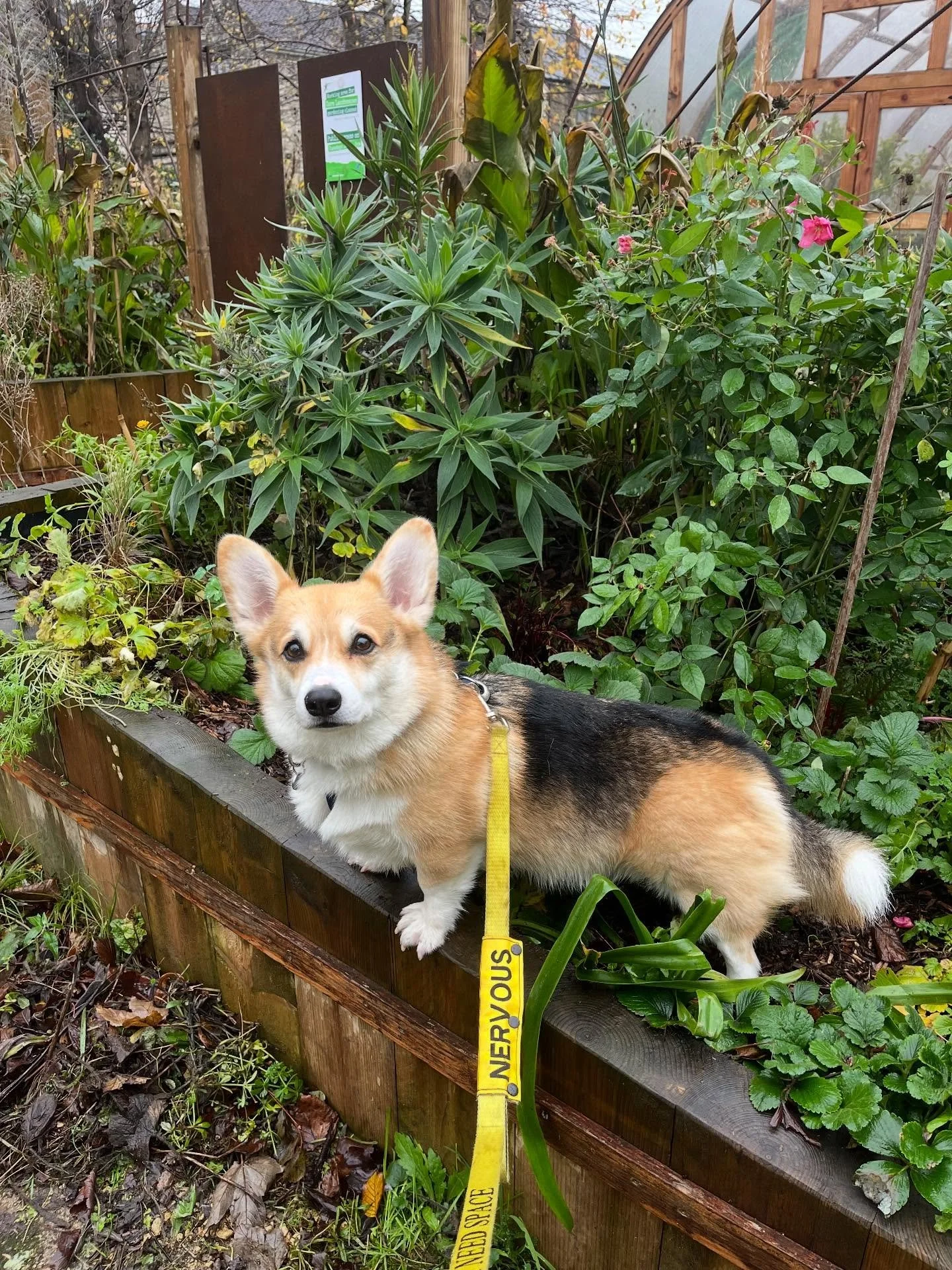 Can someone help me identify this beautiful plant? #brunodeliciousa #brunofern