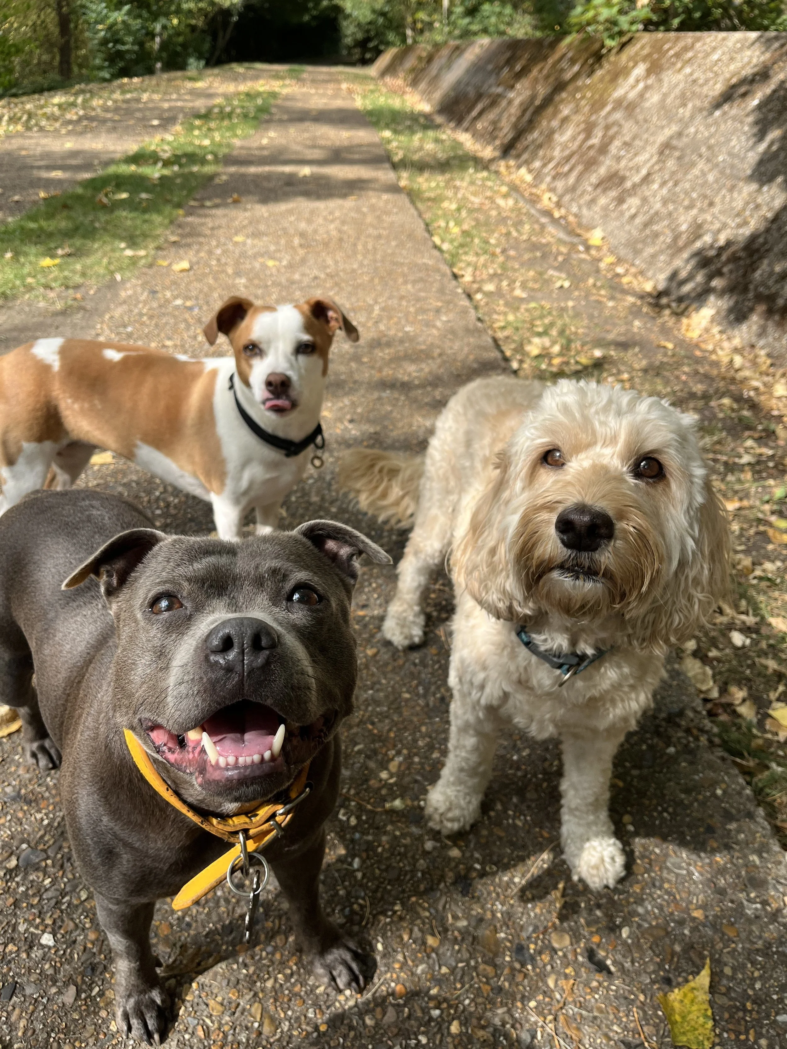 Off Lead Awards 2025