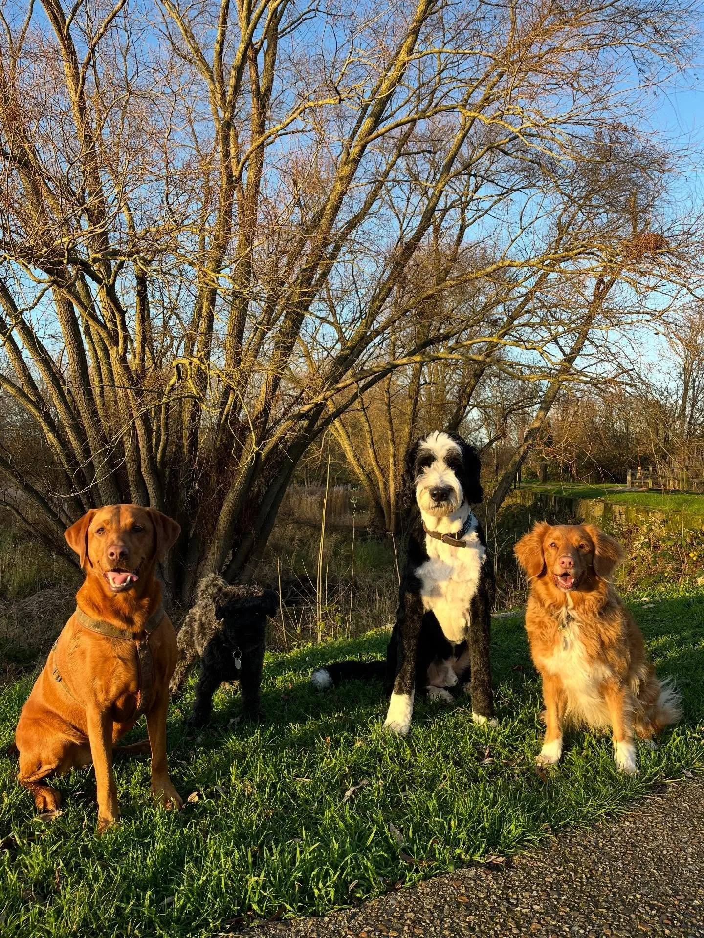 Happy New Year! We are so excited about being reunited with your dogs tomorrow, and all of the adventures in store for the rest of the year 💖