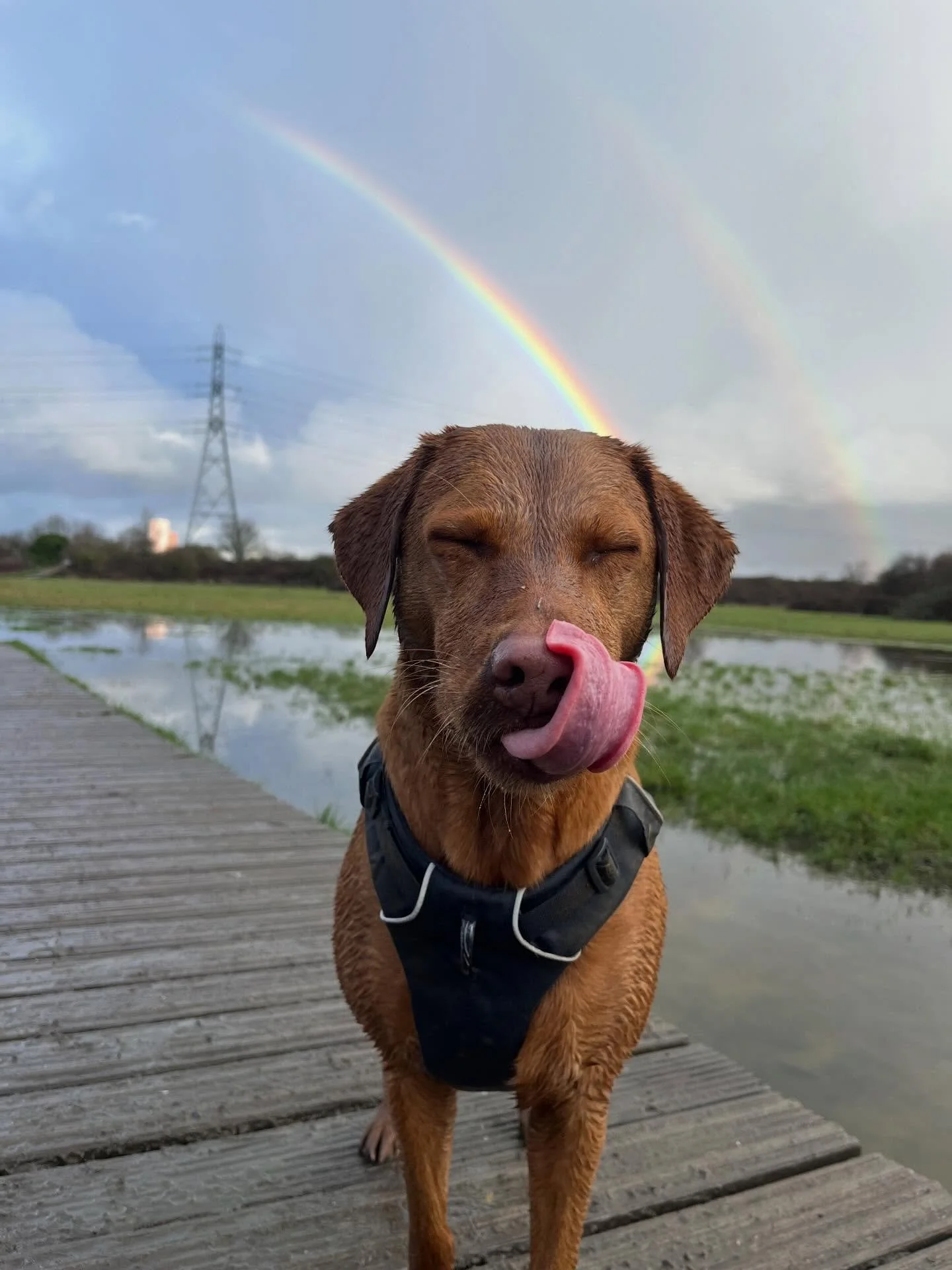 Just leaving this here to settle the debate about what you&rsquo;ll find at the end of a rainbow 🌈
.
.
.
#hackneydogwalker #hackneydogs #hackneydogwalking #hackney #clapton