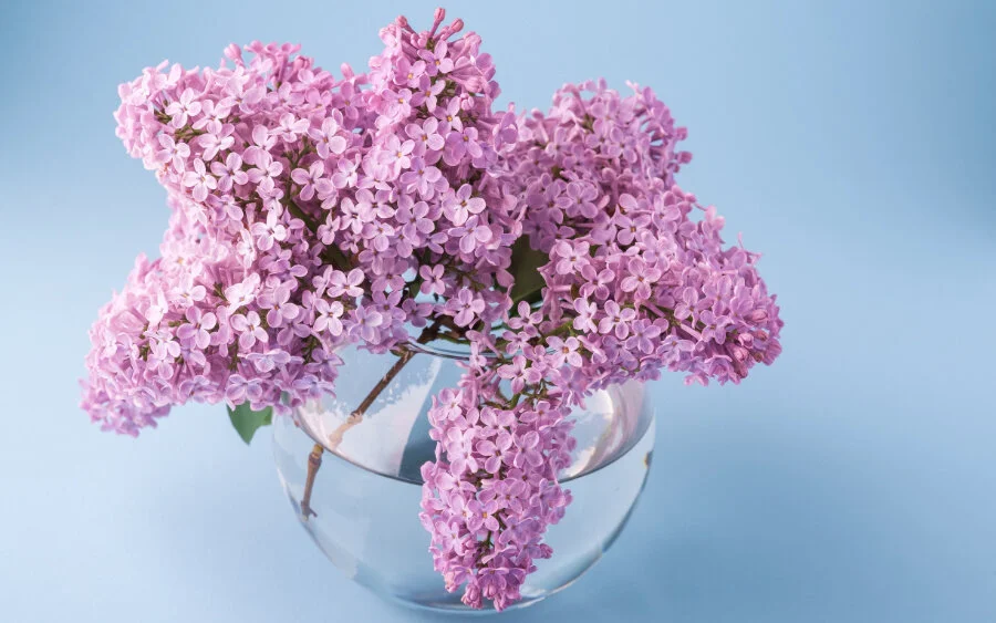 How To Force Branches Into Bloom Indoors
