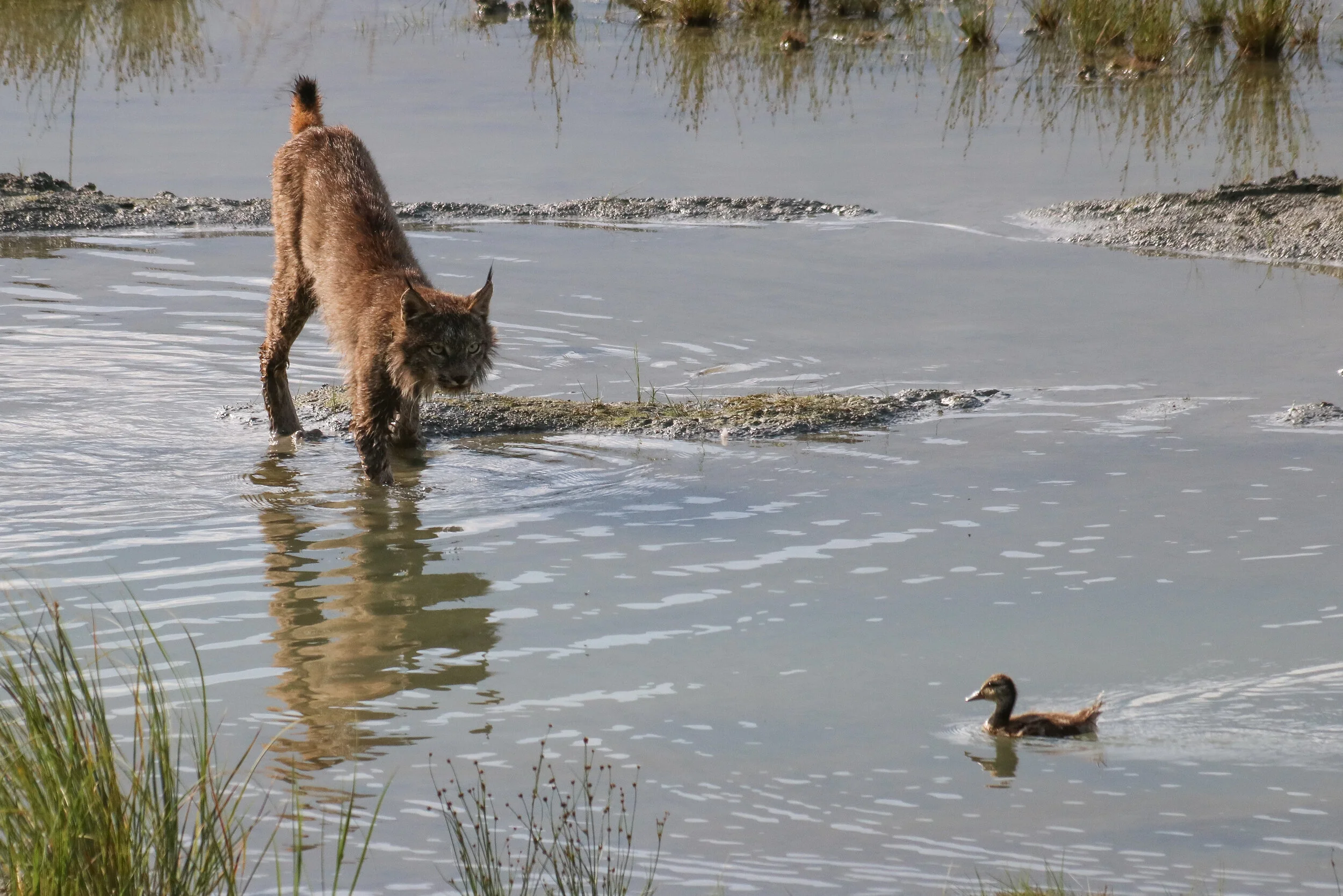 A Canadian lynx stalks a mallard at Destruction Bay, Yukon Territory