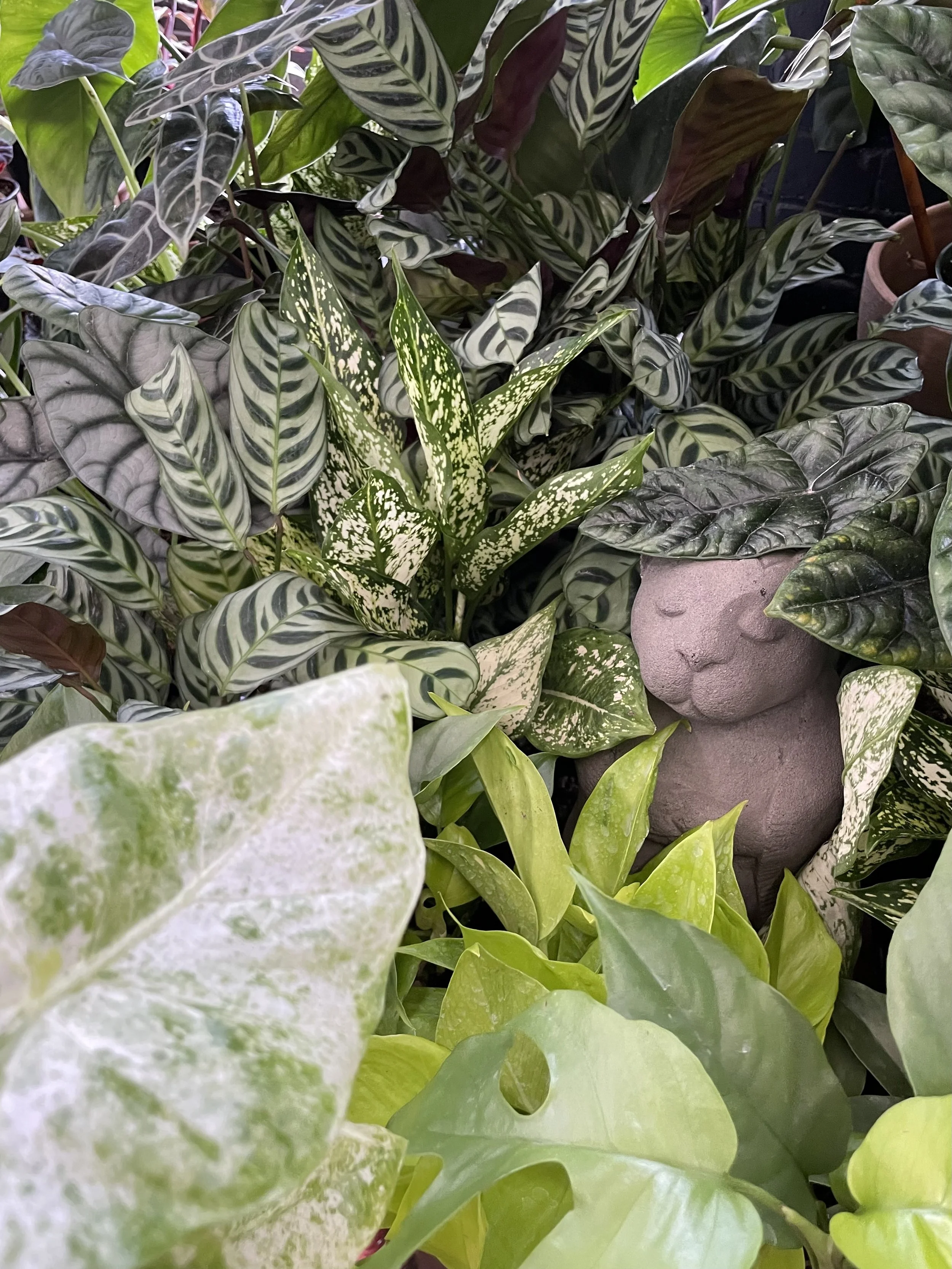 A collection of various green and patterned houseplants with a decorative stone face sculpture among the leaves.