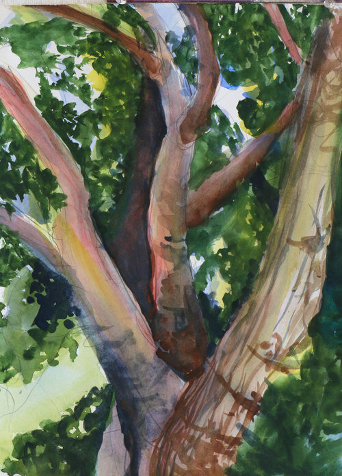 big old tree &nbsp; &nbsp; watercolor &nbsp; &nbsp; &nbsp; &nbsp; 2016 &nbsp; &nbsp; &nbsp; &nbsp; beth vendryes williams