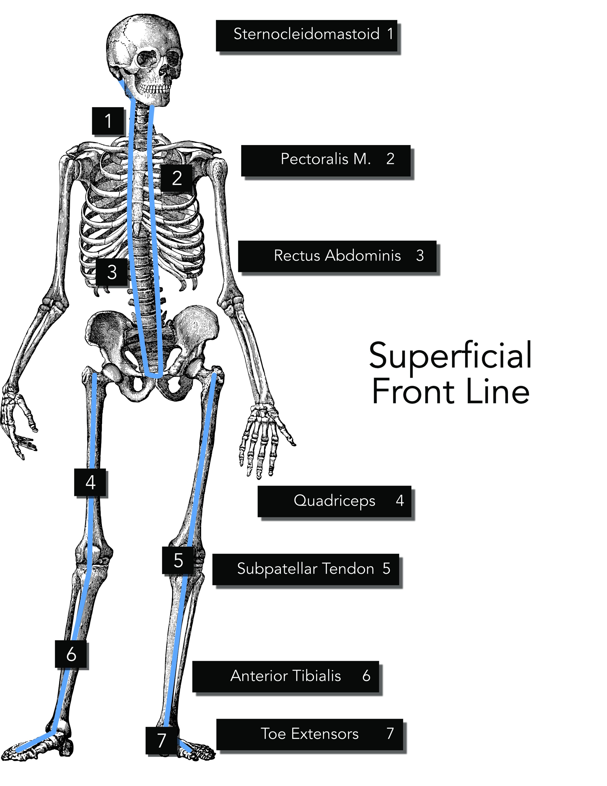 Un-Complicating the Complicated: Part 2 Fascial Lines — Data-Driven  Chiropractic