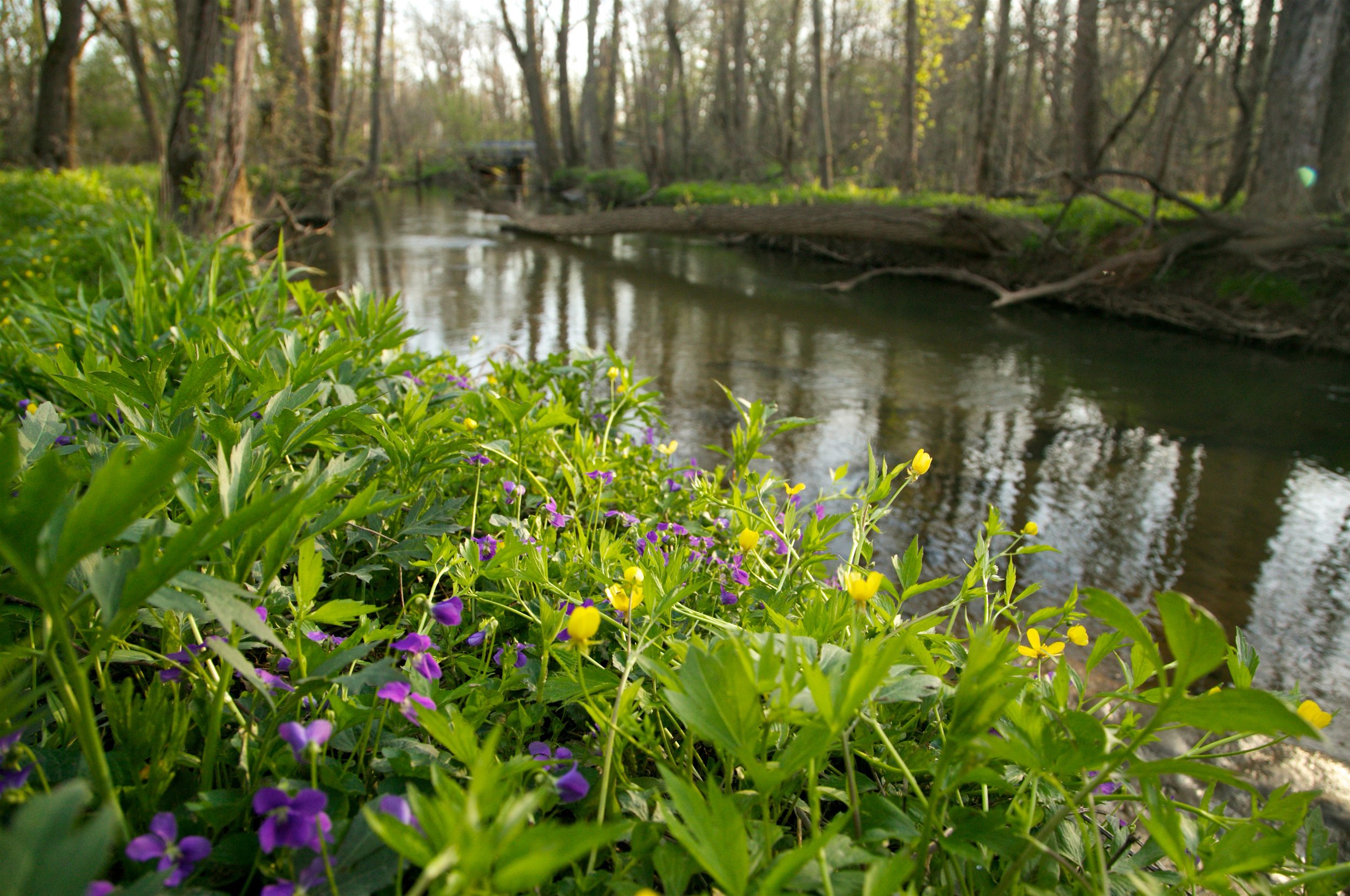 Field Studies: Family Hike + Kid's Illustration Workshop