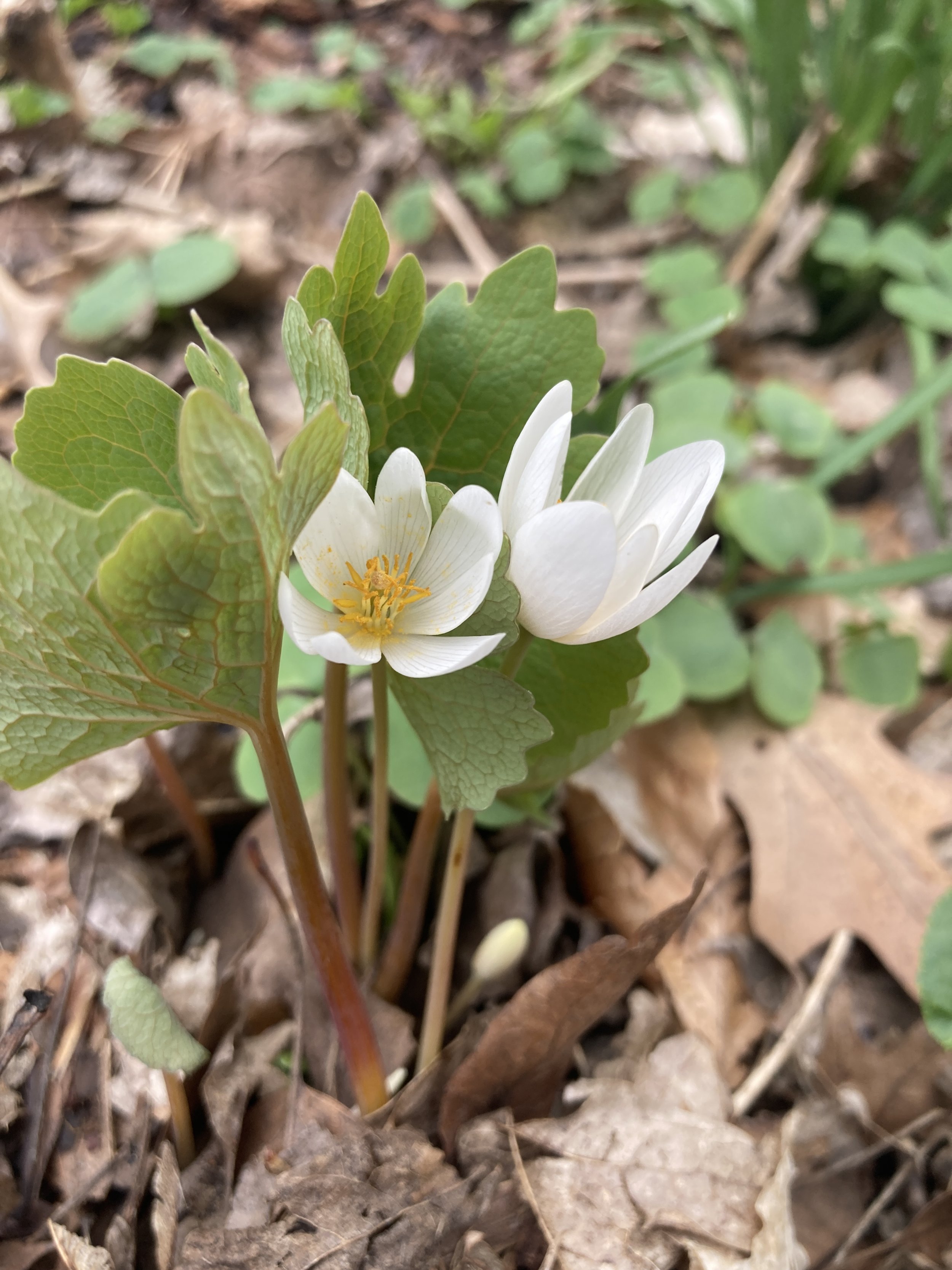 Field Studies: Botanical Illustration / May 9