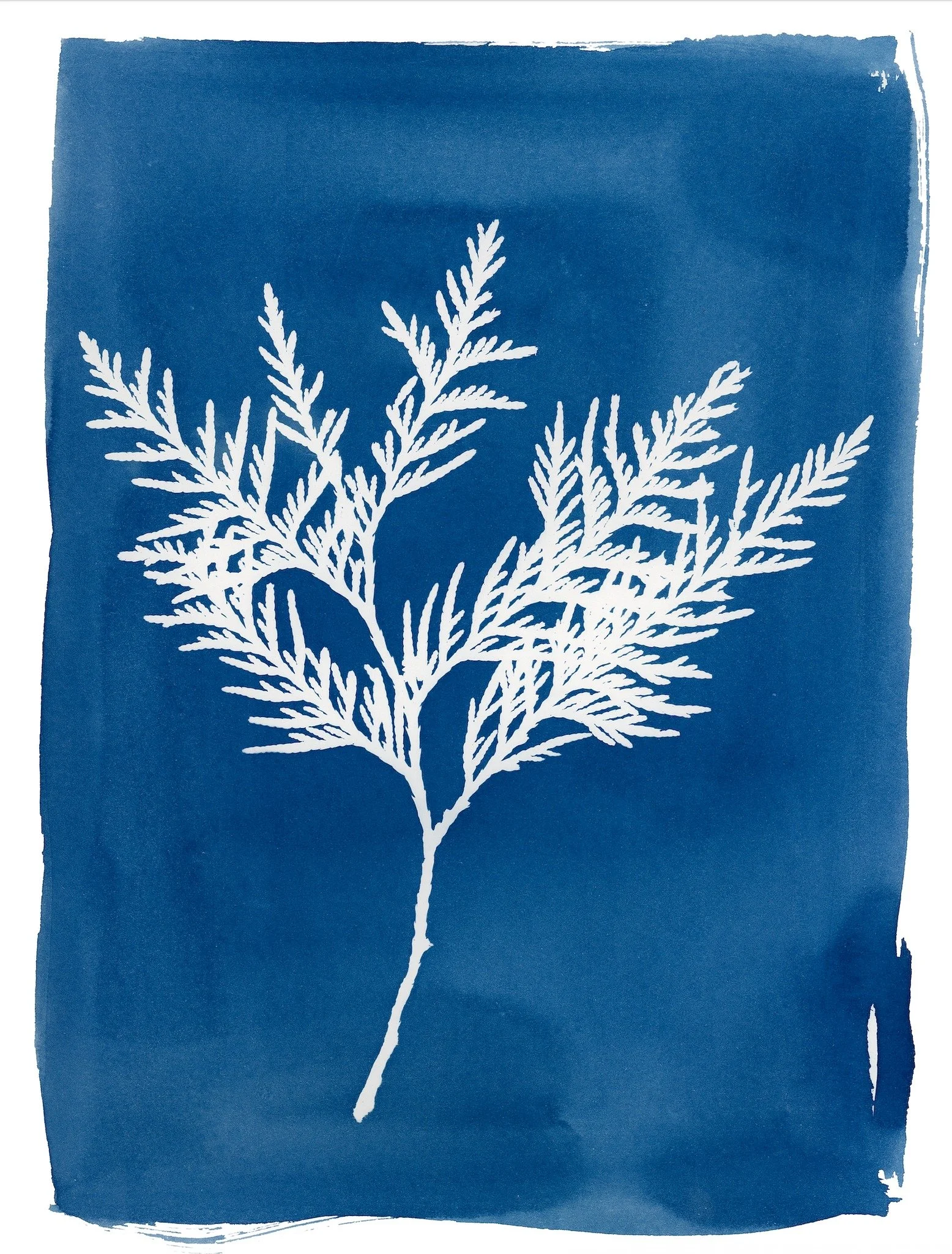 Create your own Cyanotype