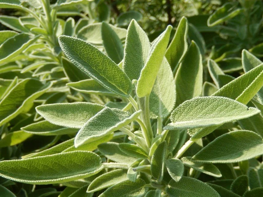 Salvia.jpg