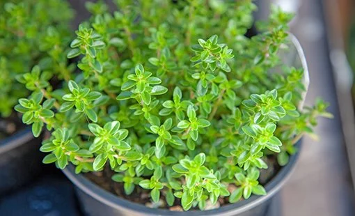 tomillo hoja.jpg