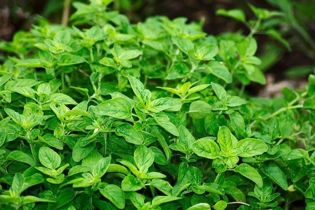 oregano foto verde.jpg