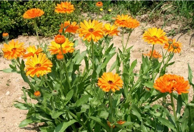 calendula.jpg