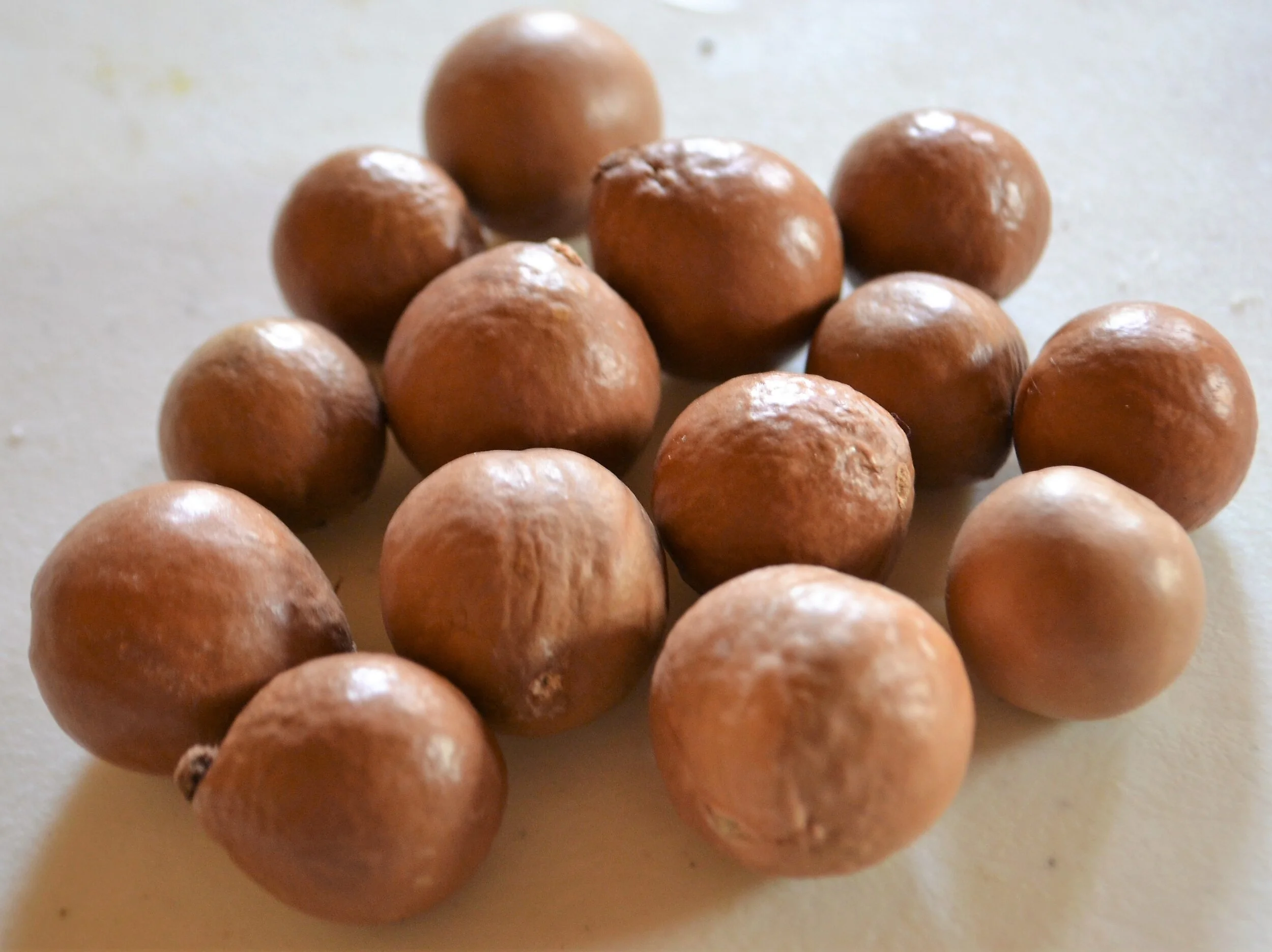 macadamia