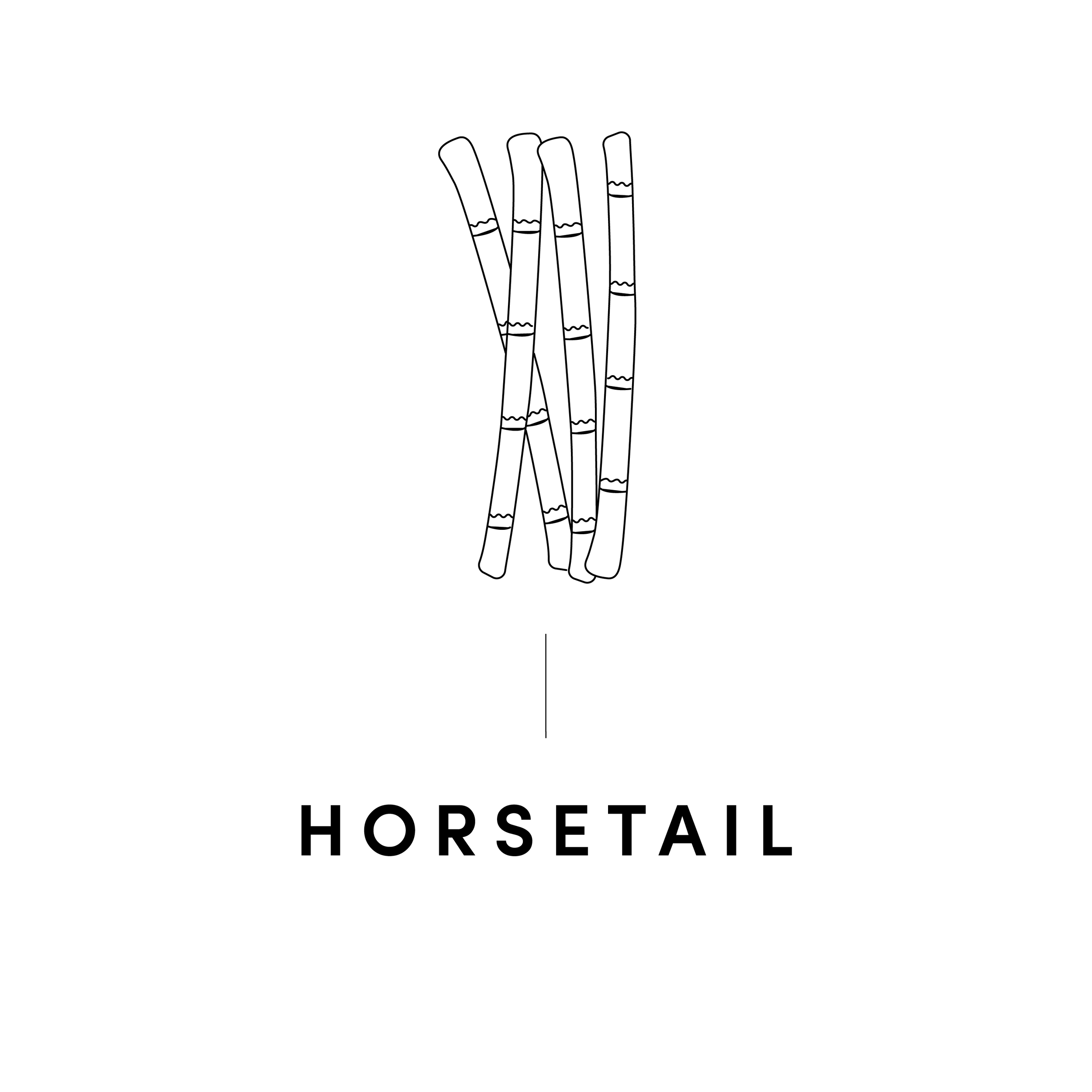 HORSETAIL.png