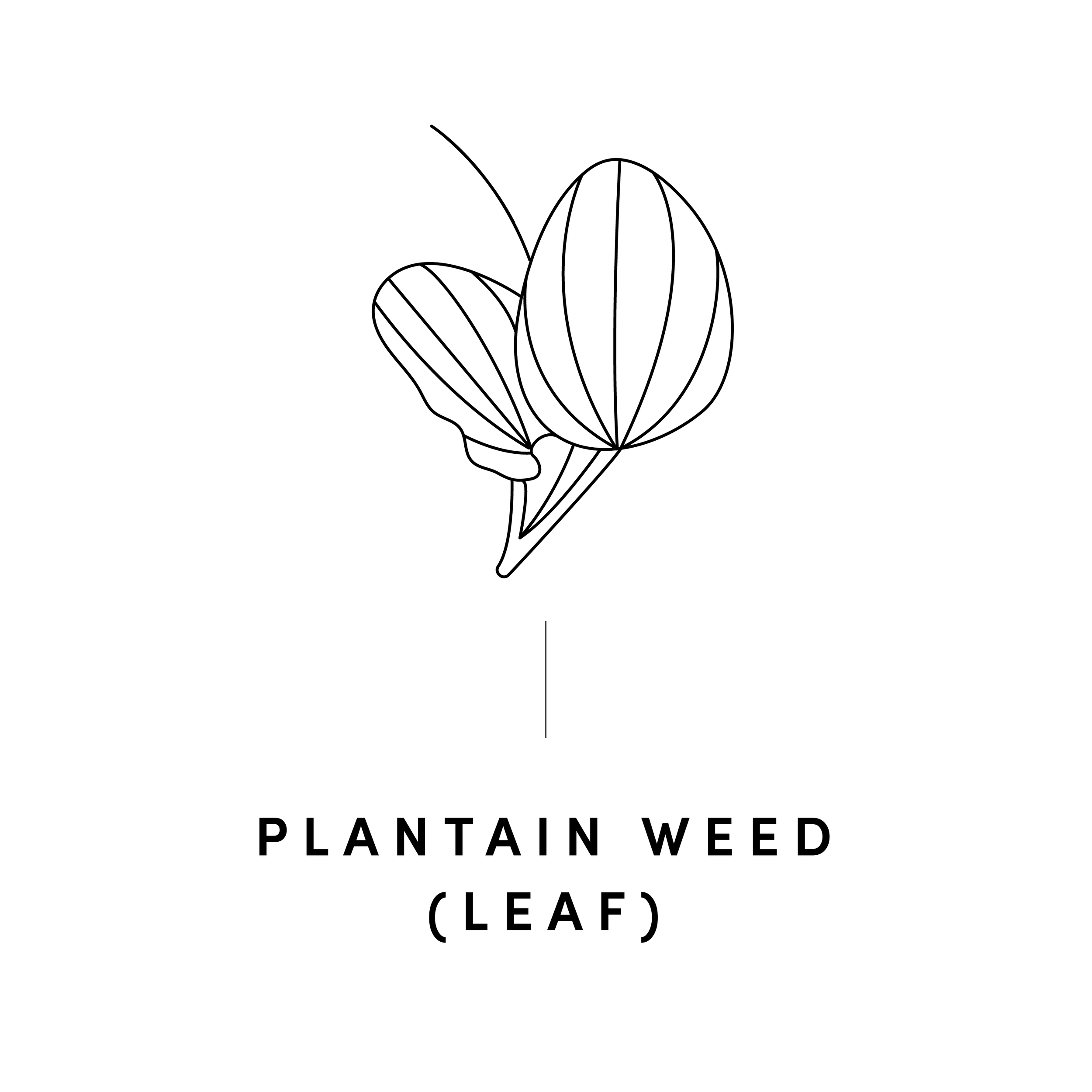 PLANTAIN-WEED.png