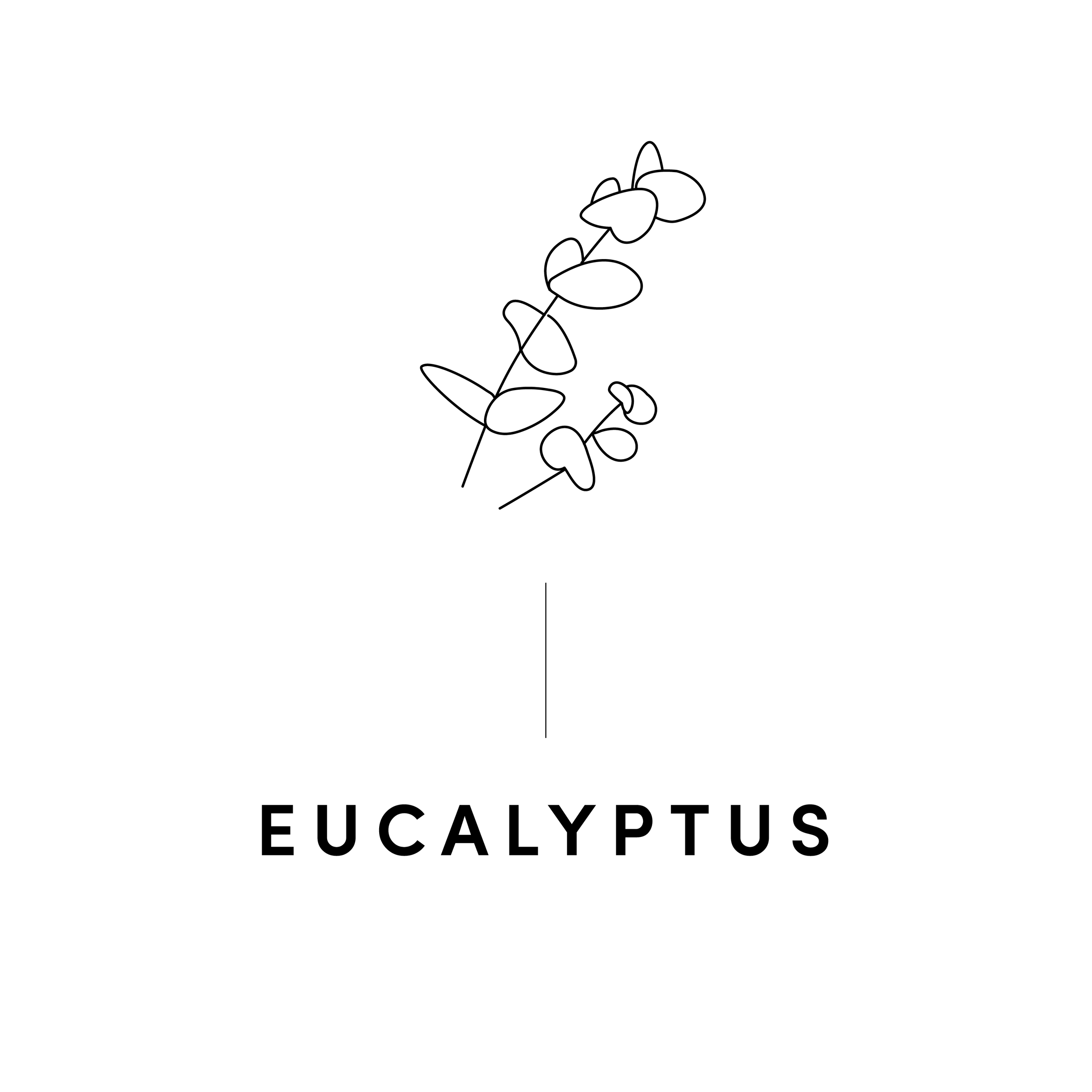 EUCALYPTUS.png