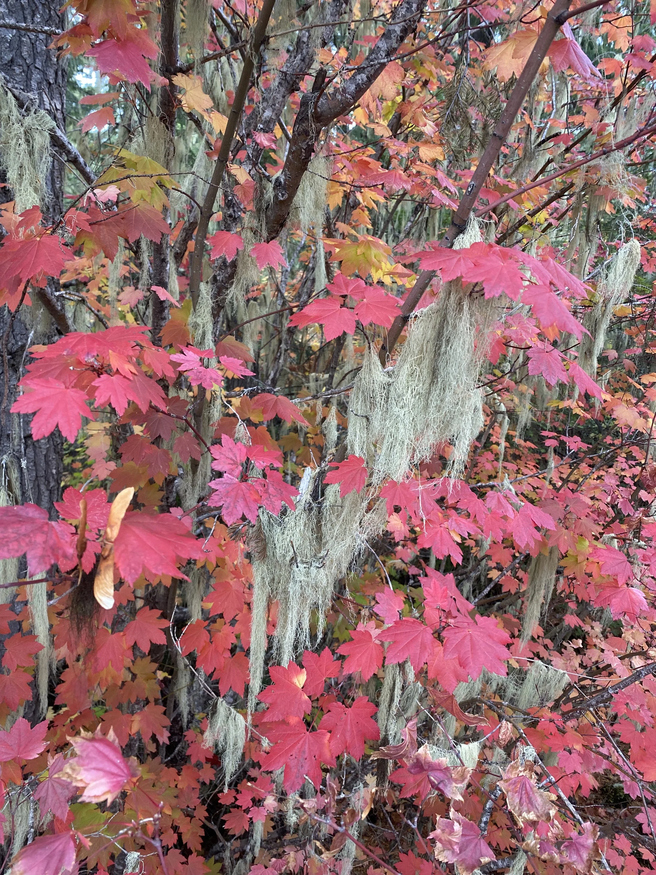 Fall along Hwy 126