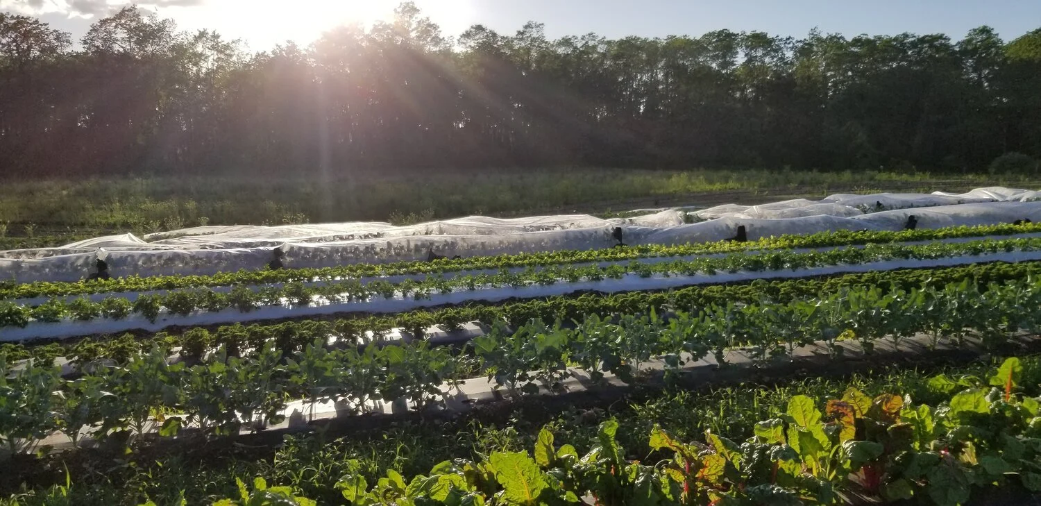 Mast Market — Deep Roots with Scott O’Rourke