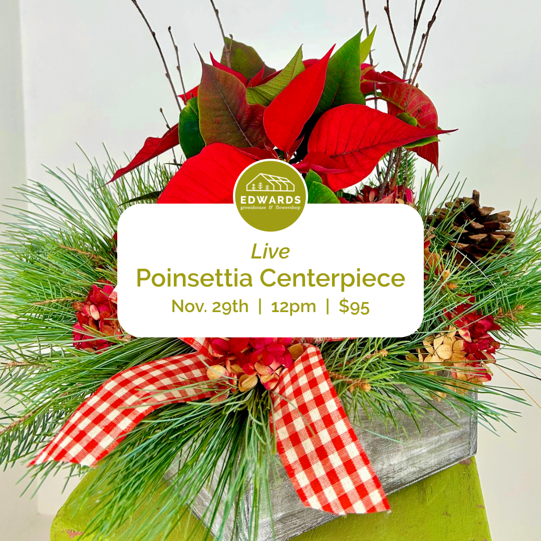 Class: Live Poinsettia Centerpiece