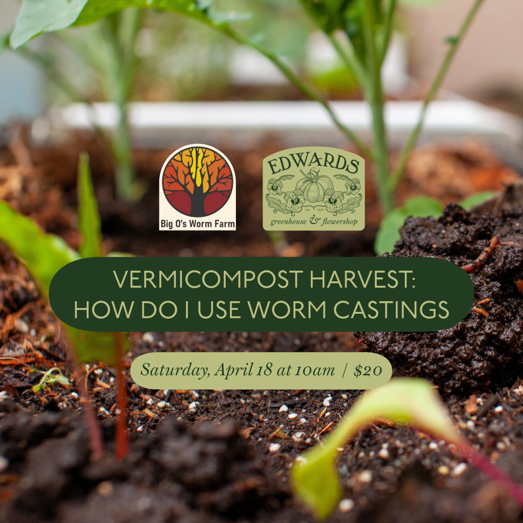 Class: Vermicompost Harvest: How Do I Use Worm Castings