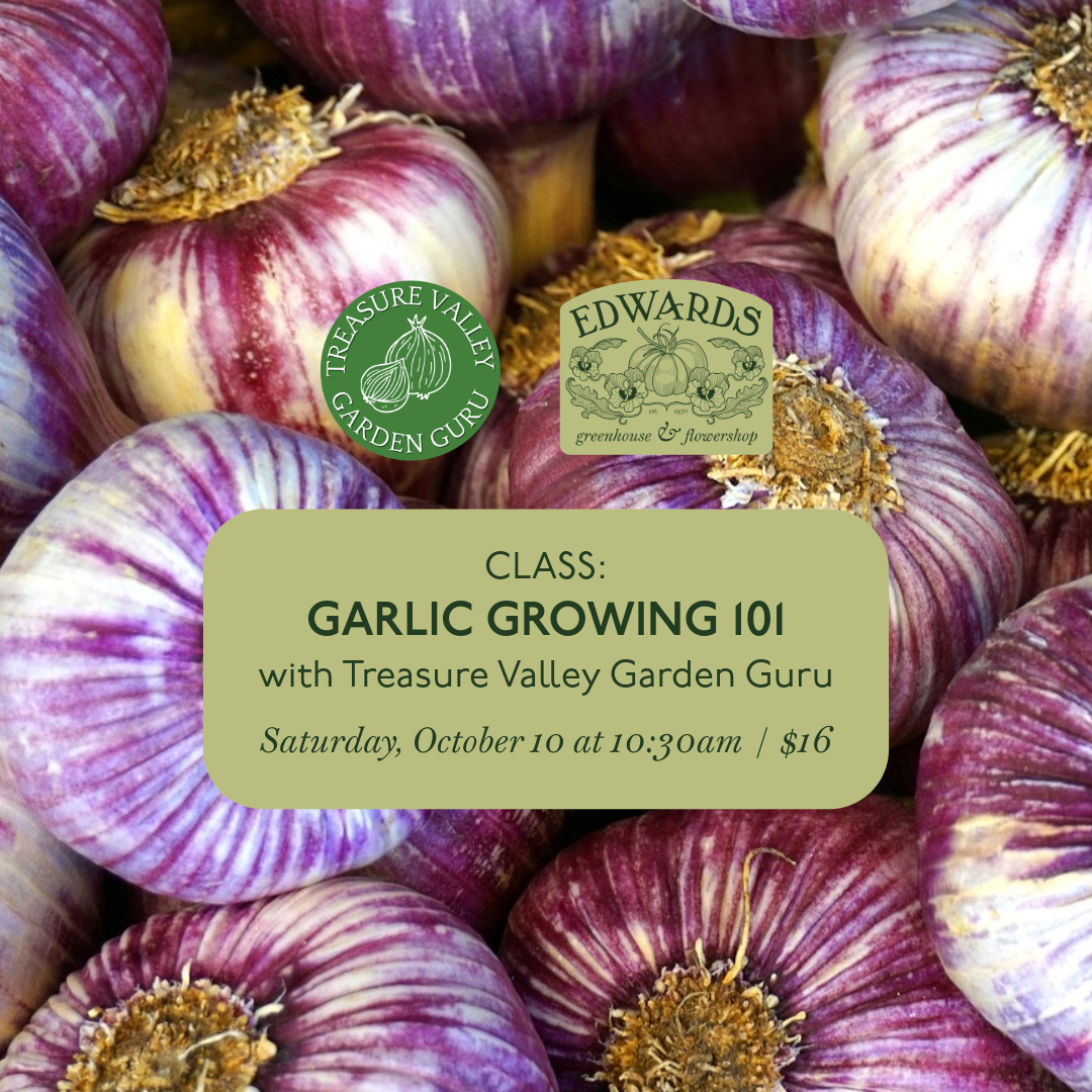 Garlic Growing 101