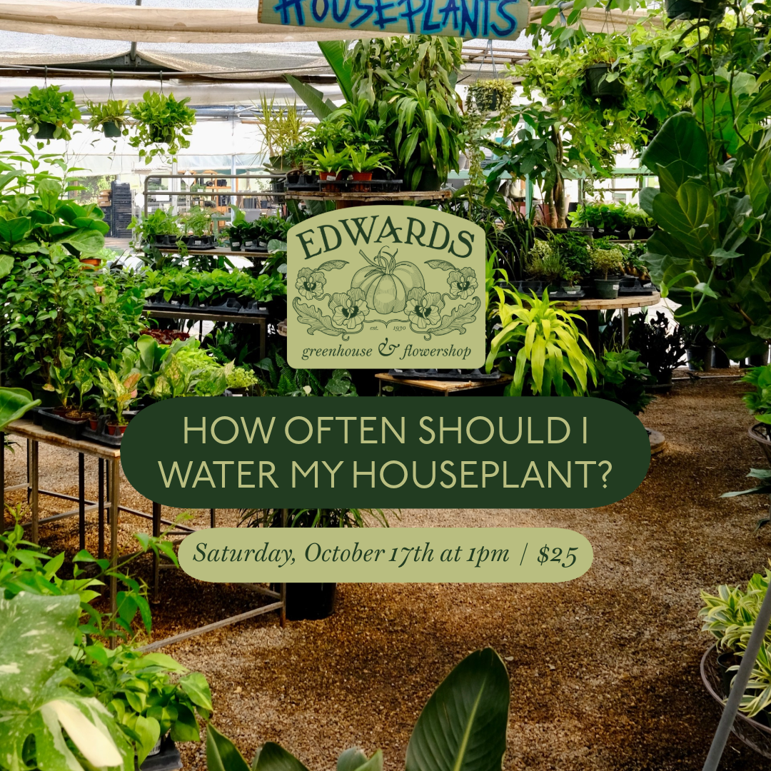 Class: How Often Should I Water My Houseplant?