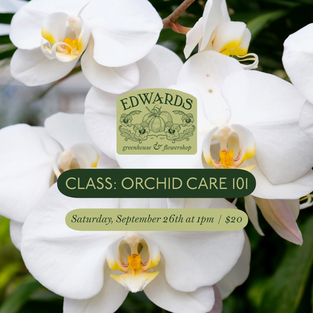 Class: Orchid Care 101
