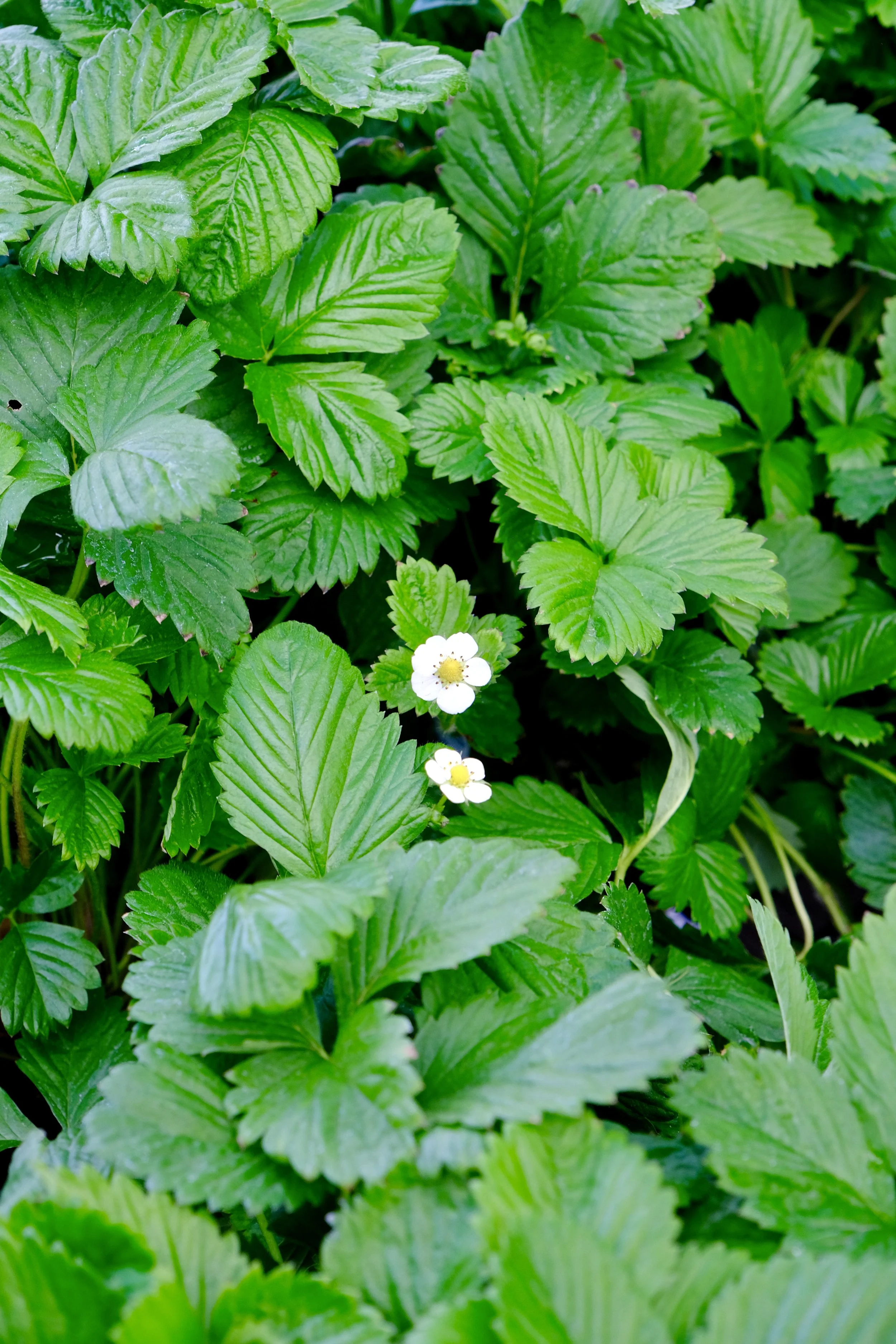 DSCF3177.jpg