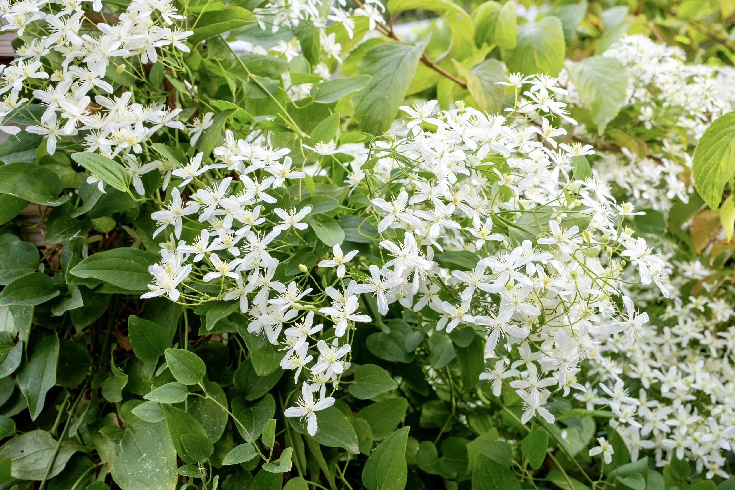 Cluster of white flowers with five petals and yellow centers among green leafy foliage.