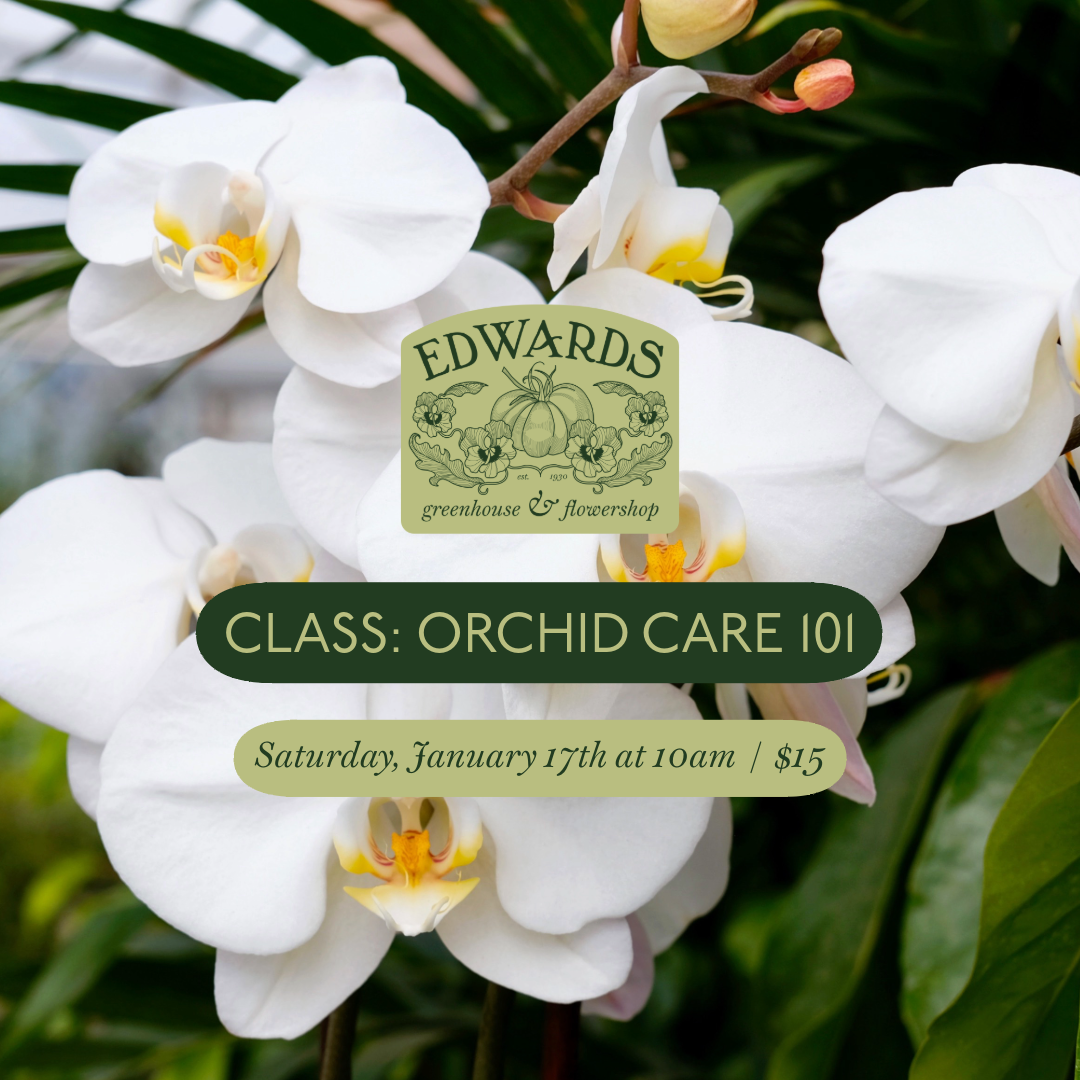 Class: Orchid Care 101
