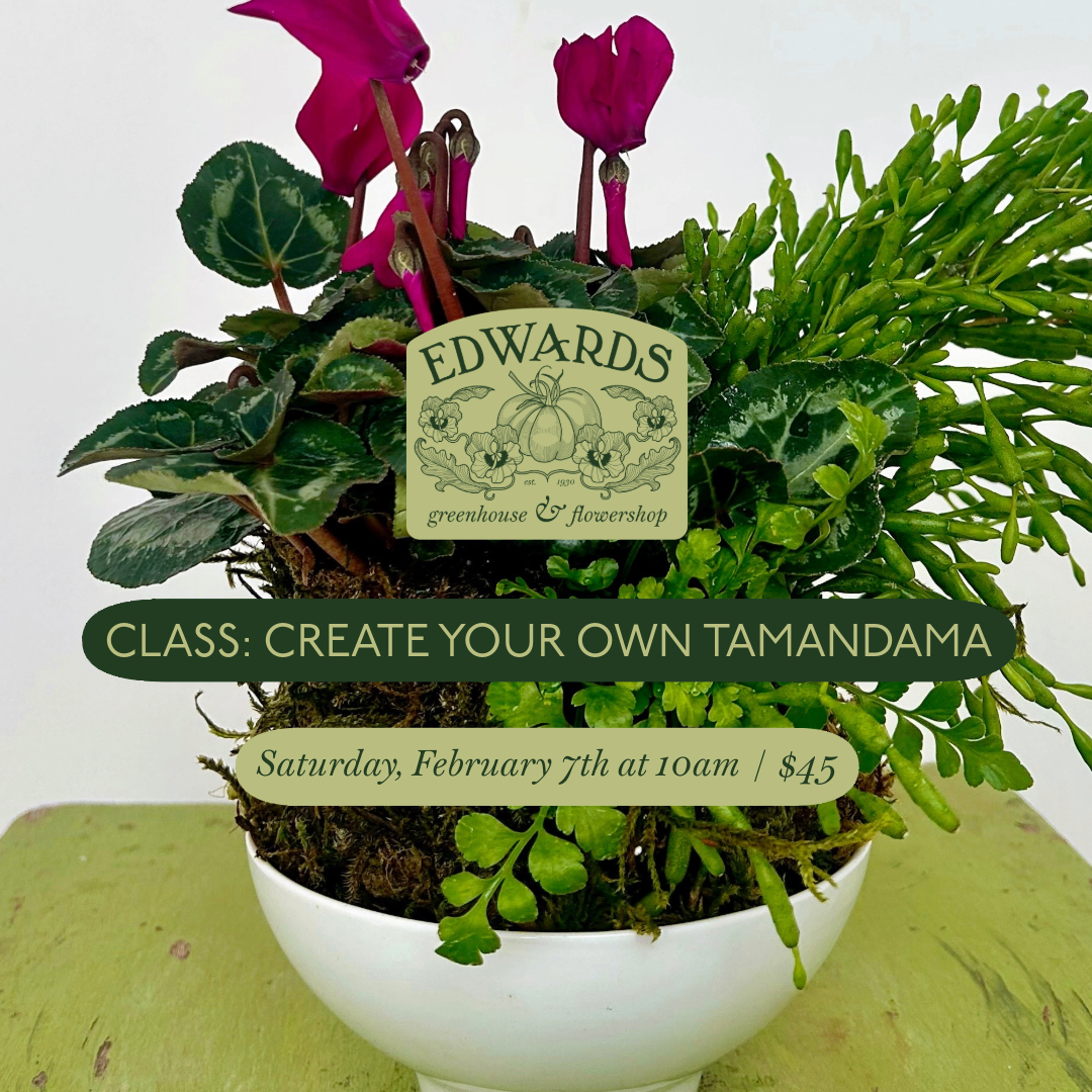 Class: Create Your Own Tamandama