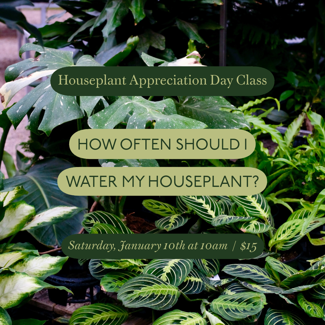 Class: How Often Should I Water My Houseplant