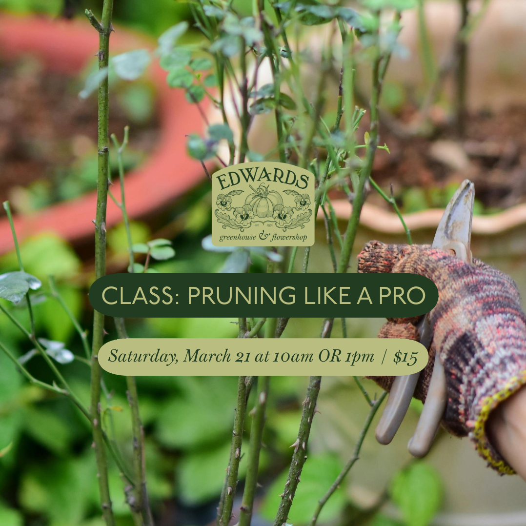 Class: Pruning Like a Pro