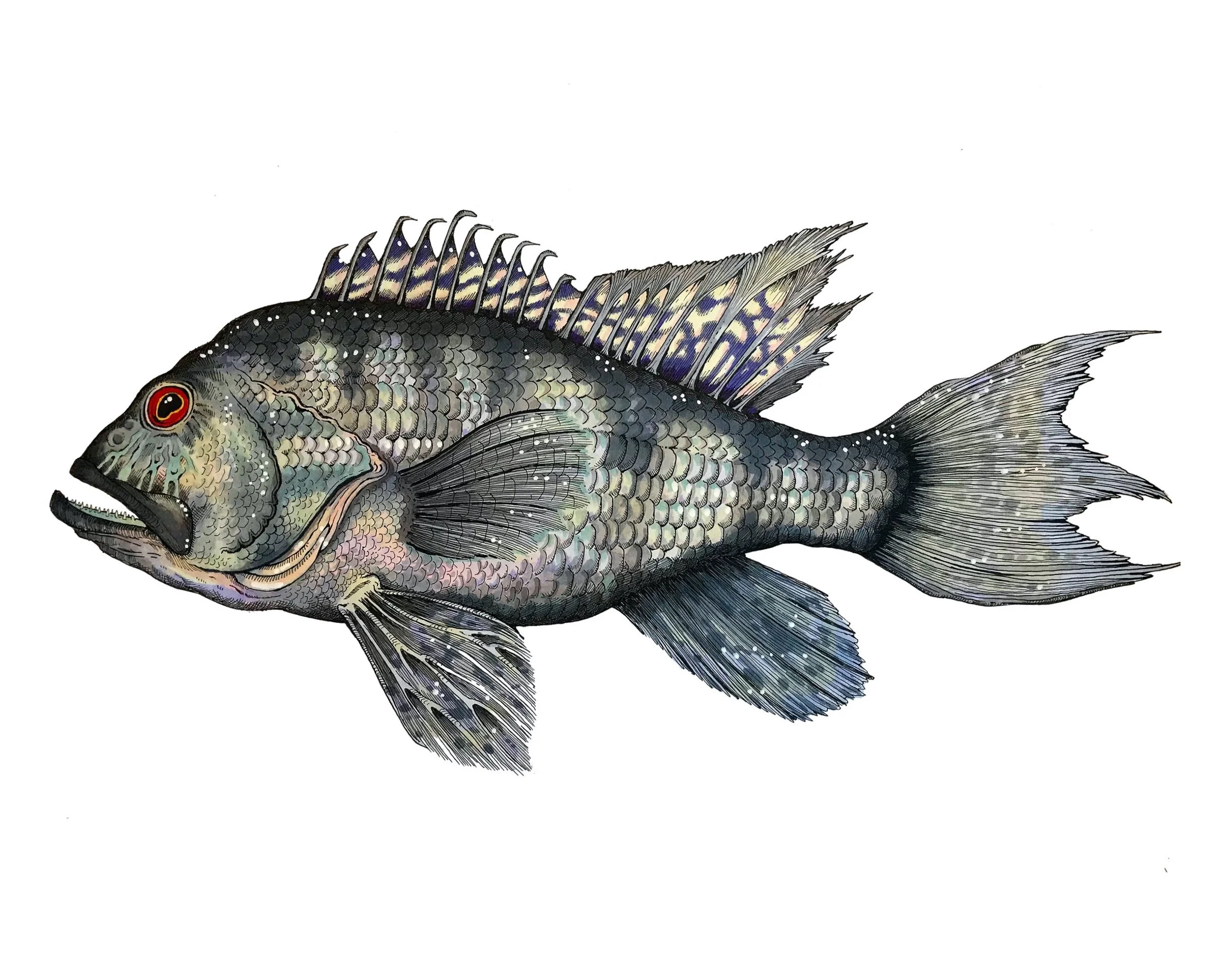BlackSeaBassalone.jpg