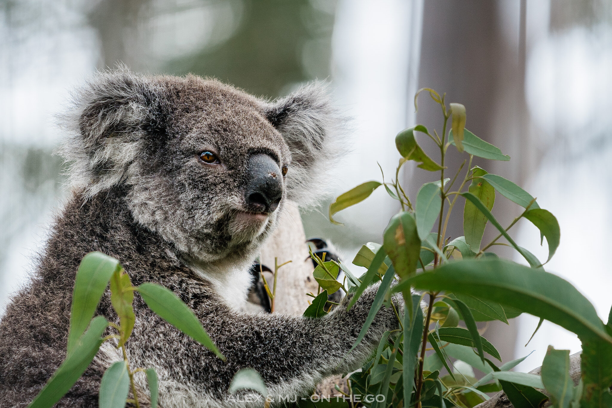 Comment S Appelle La Femelle Du Koala Port Macquarie : rencontre avec les patients du Koala Hospital