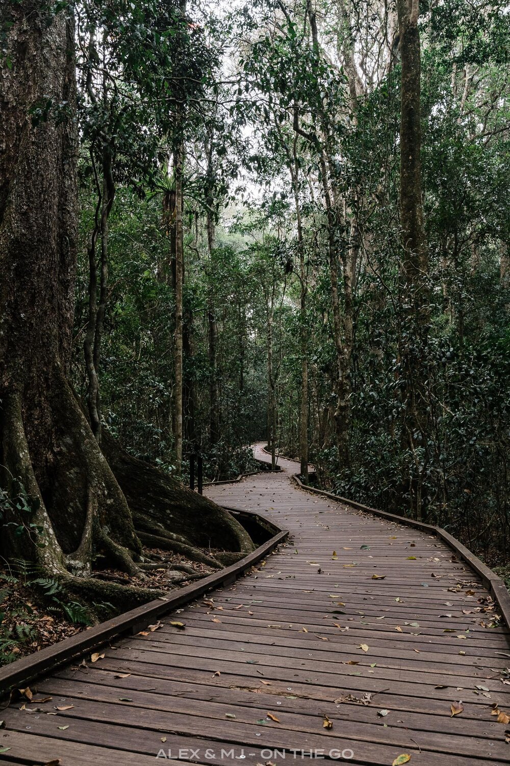 Alex-MJ-On-the-GO-Australie-Brisbane-et-ses-environs-Lamington-National-park-sentier.jpg